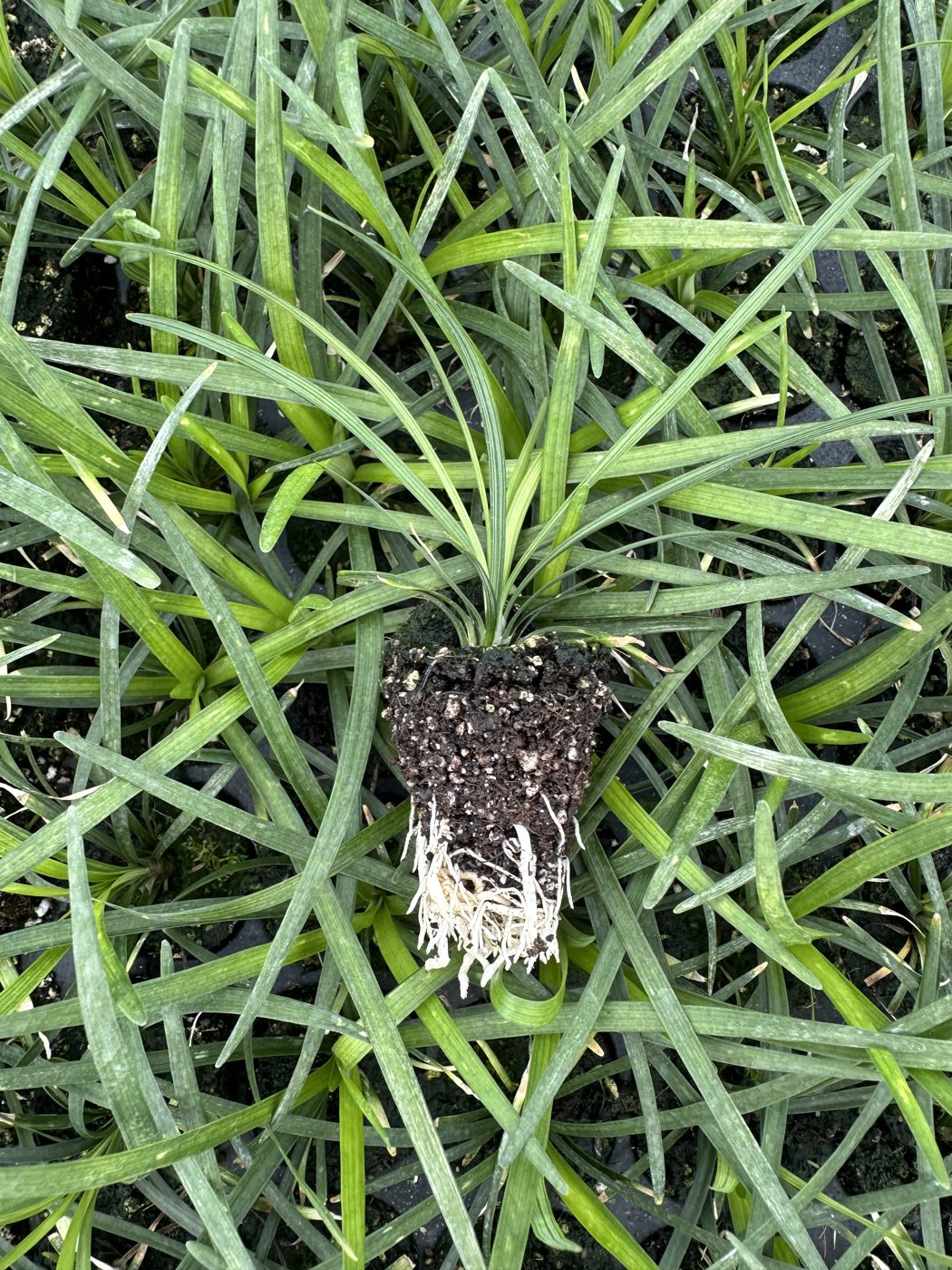 Liriope muscari 'Big Blue' — wholesale plug/liner