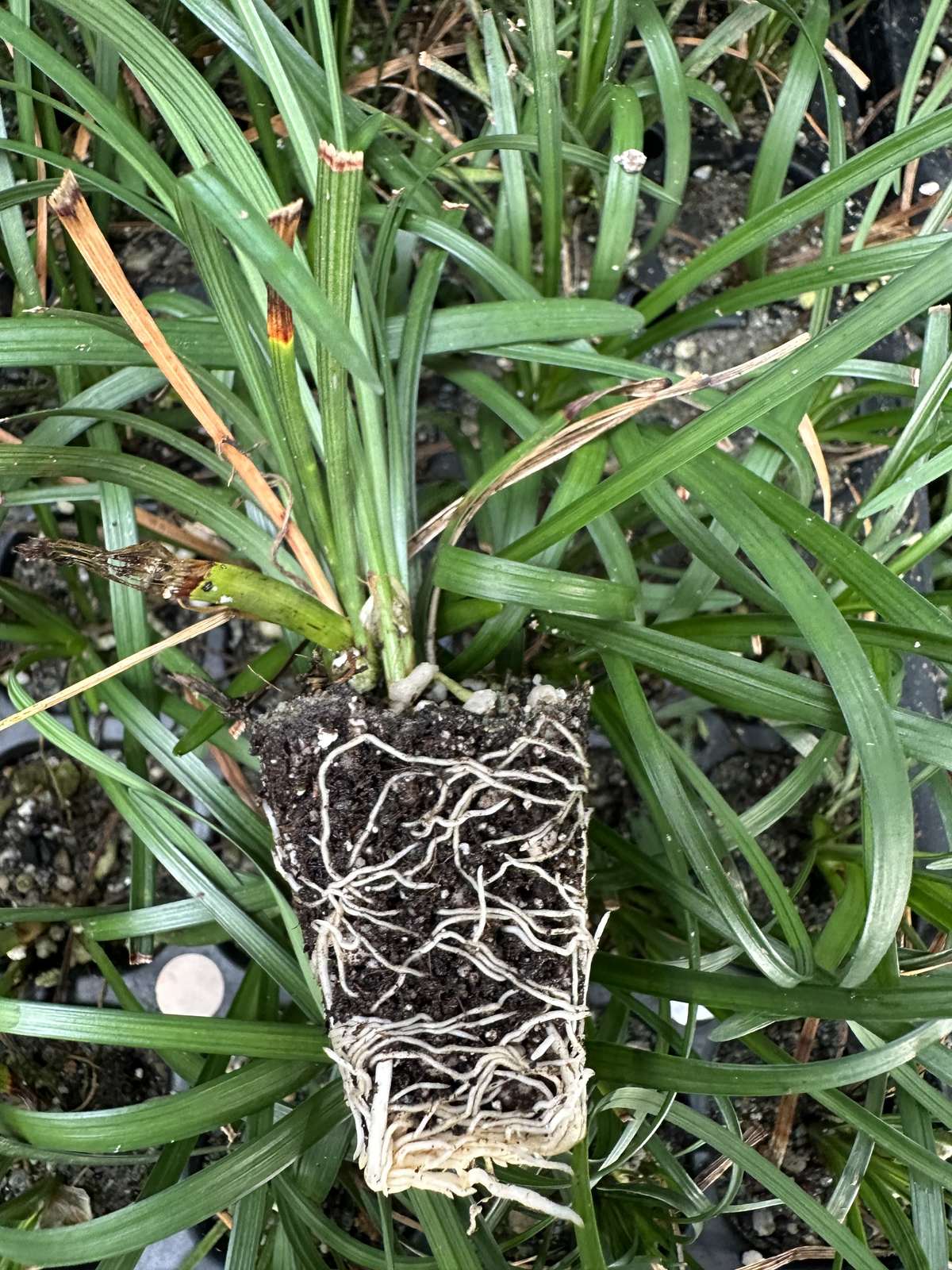 Liriope spicata — wholesale plug/liner