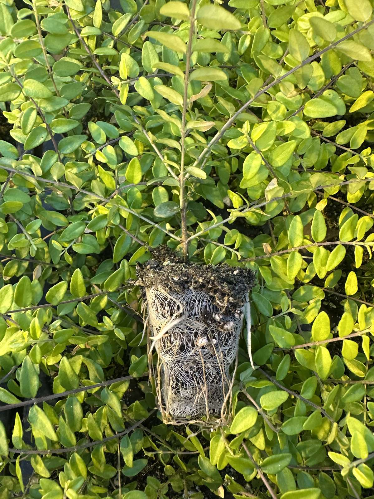 Lonicera nitida 'Baggesen's Gold'