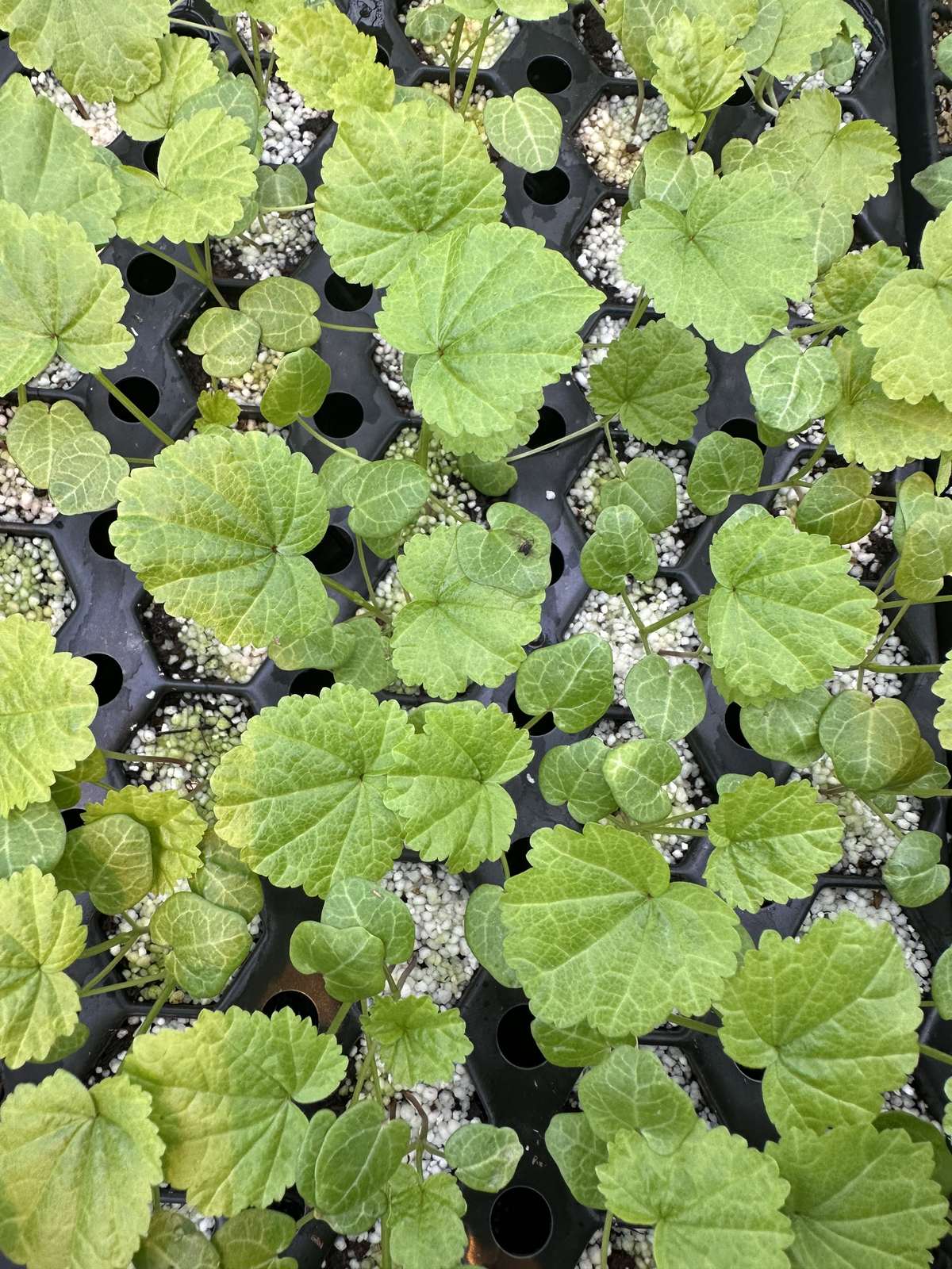 Malva sylvestris 'Zebrina' — wholesale plug/liner