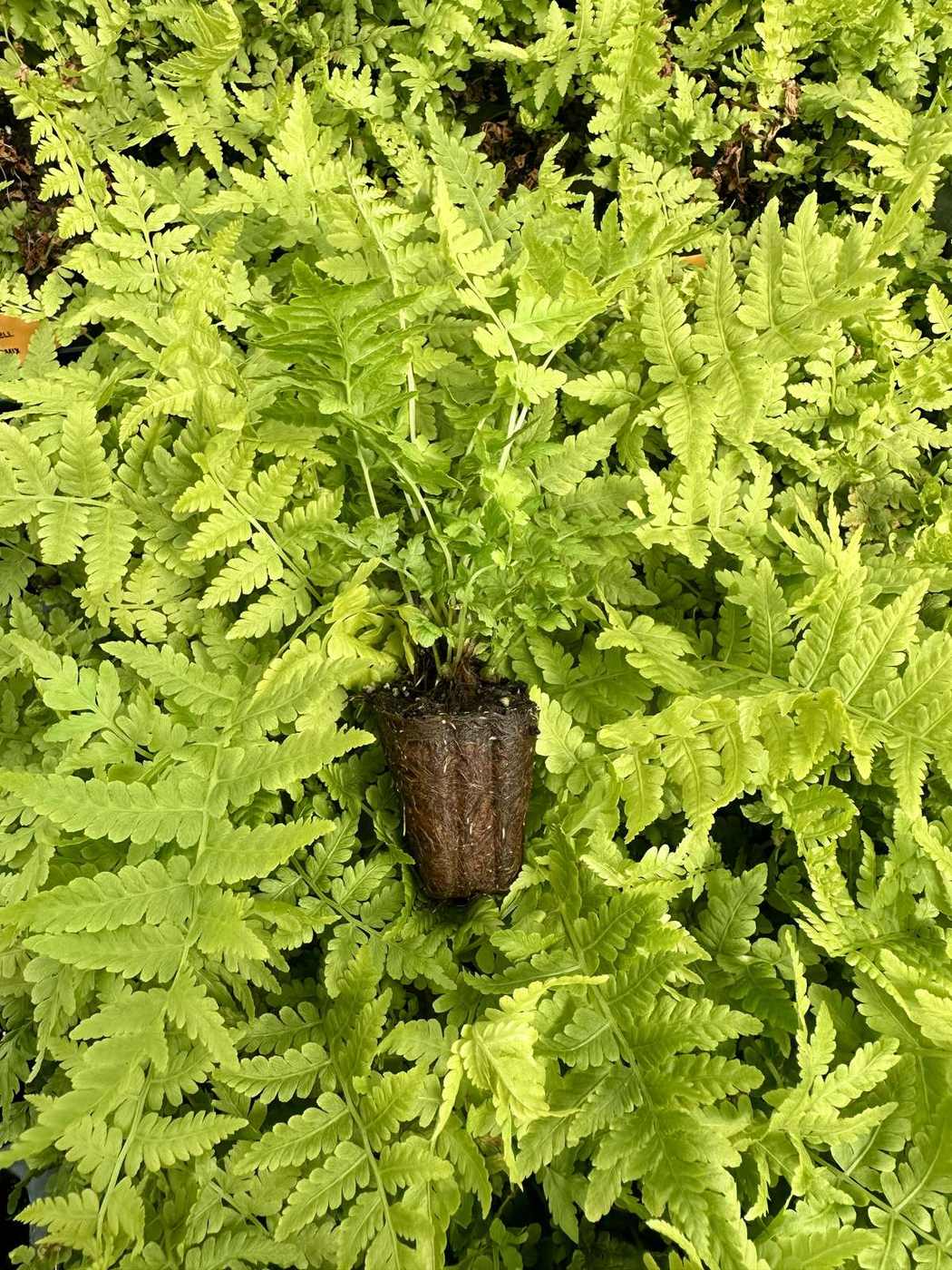 Matteuccia struthiopteris (NO US ELIGIBLE)