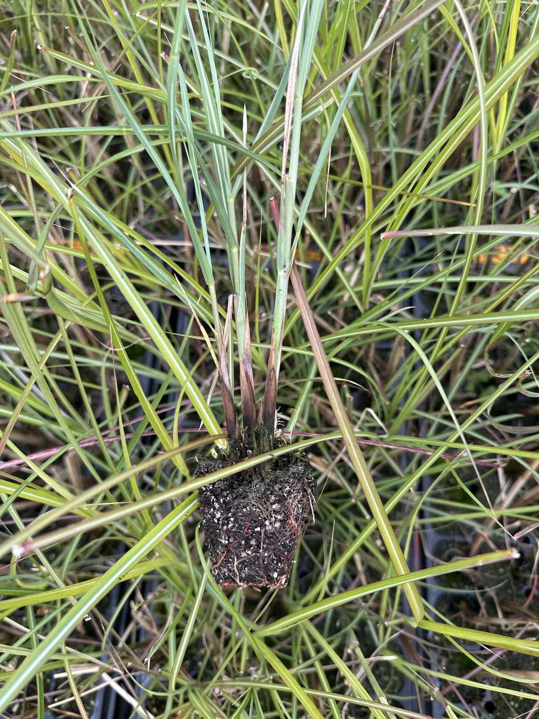 Miscanthus sinensis 'Kaskade' — wholesale plug/liner