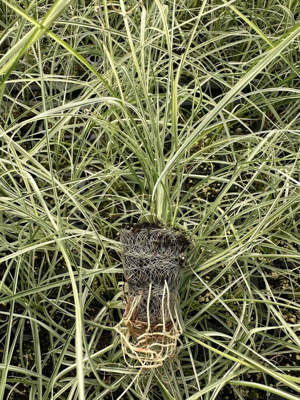 Miscanthus sinensis 'Little Kitten' — wholesale plug/liner