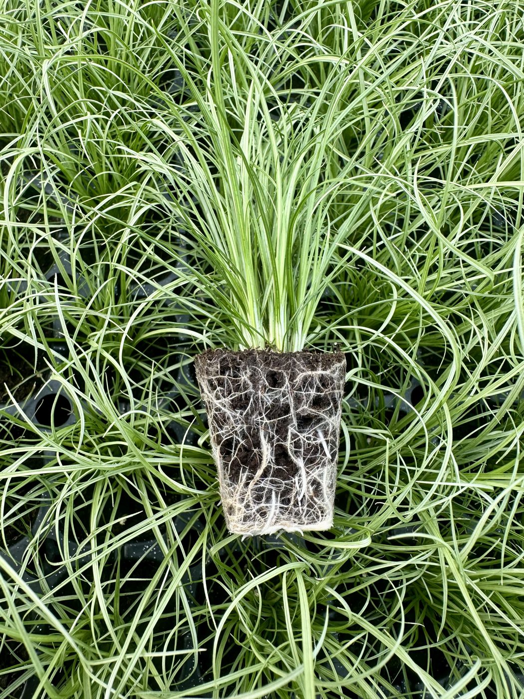 Miscanthus sinensis 'Morning Light' — wholesale plug/liner