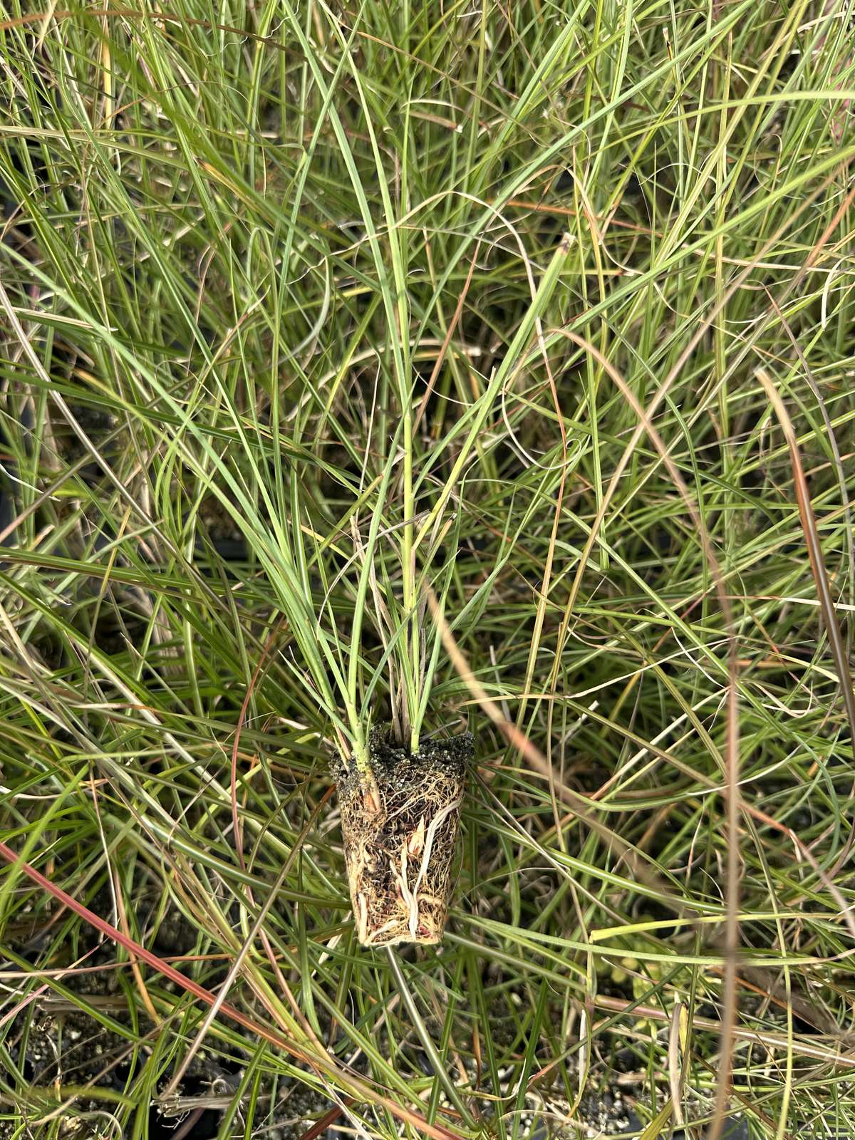 Miscanthus sinensis 'Yaku Jima' — wholesale plug/liner