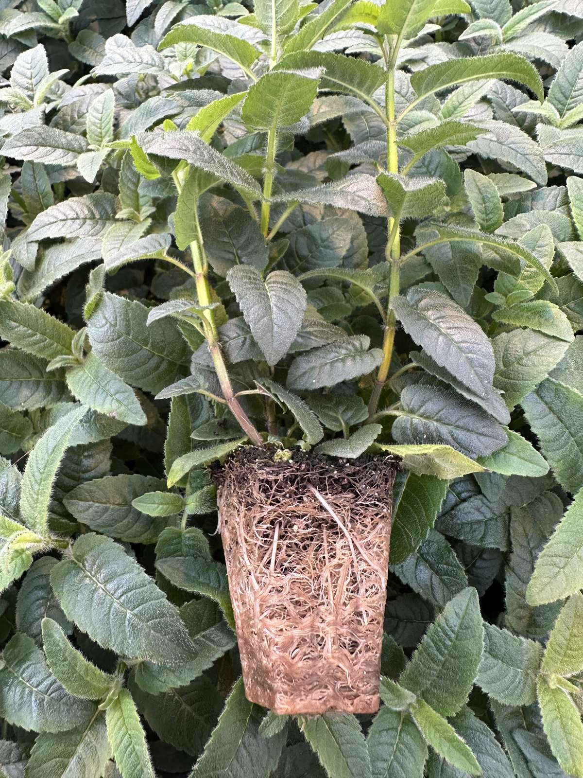 Monarda didyma 'Sugar Buzz® Grape Gumball' — wholesale plug/liner