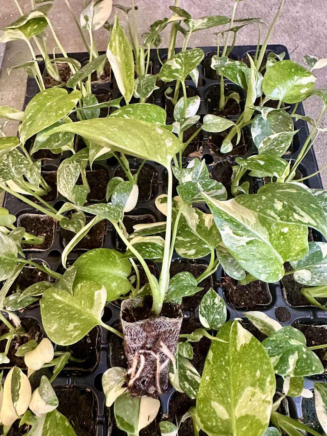 Monstera Thai Constellation — wholesale plug/liner