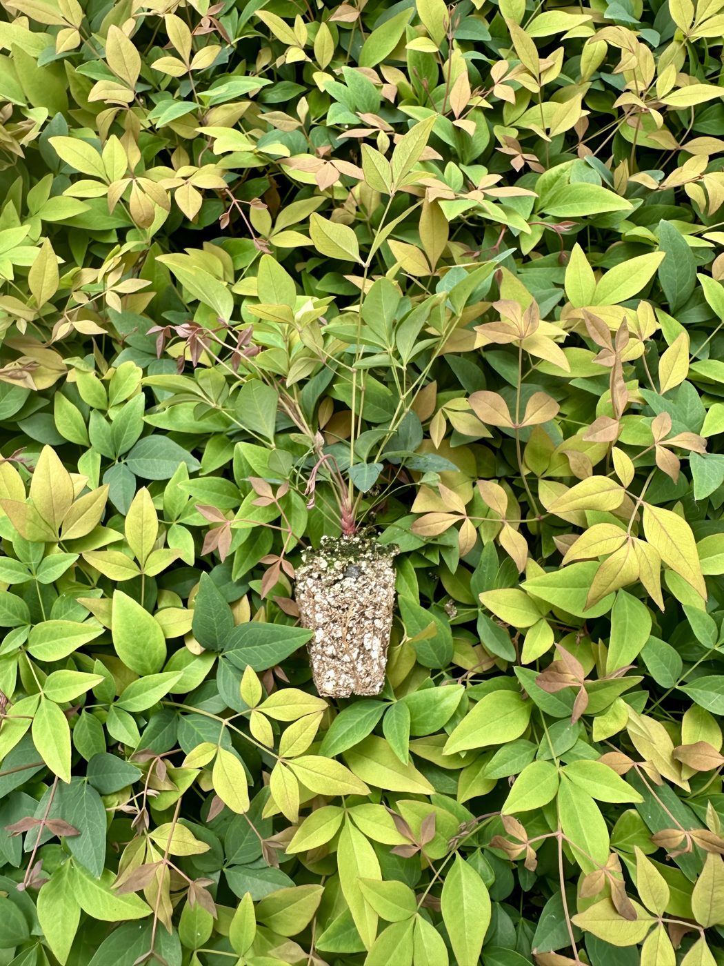 Nandina domestica 'Firepower' — wholesale plug/liner