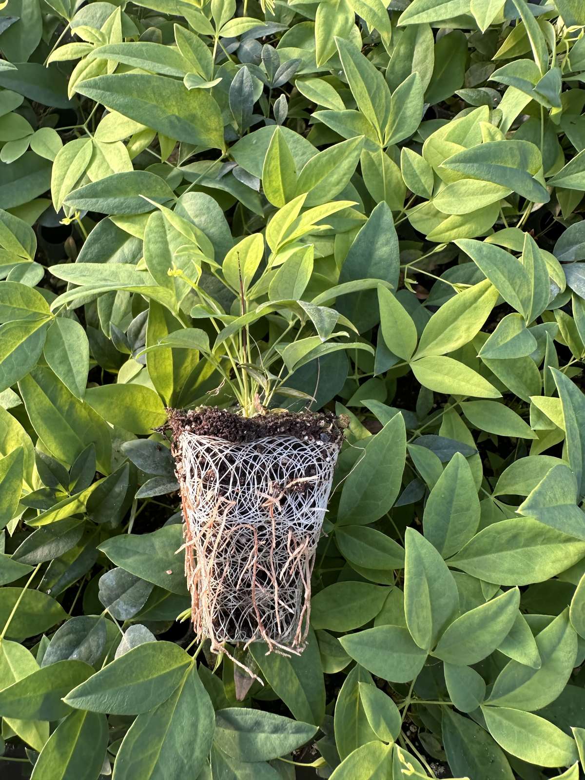 Nandina domestica 'Lemon Lime' — wholesale plug/liner