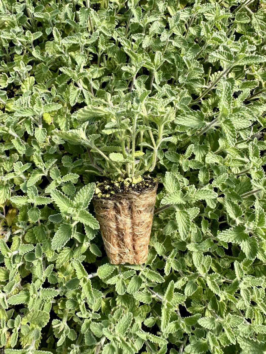 Nepeta racemosa 'Walker's Low' — wholesale plug/liner