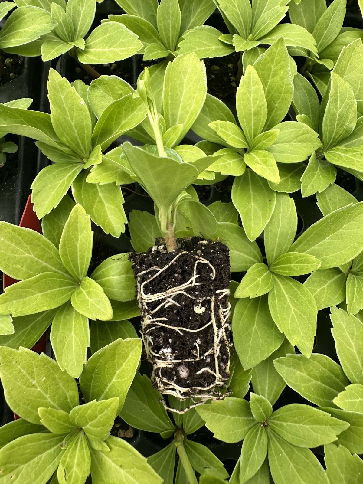 Pachysandra terminalis
