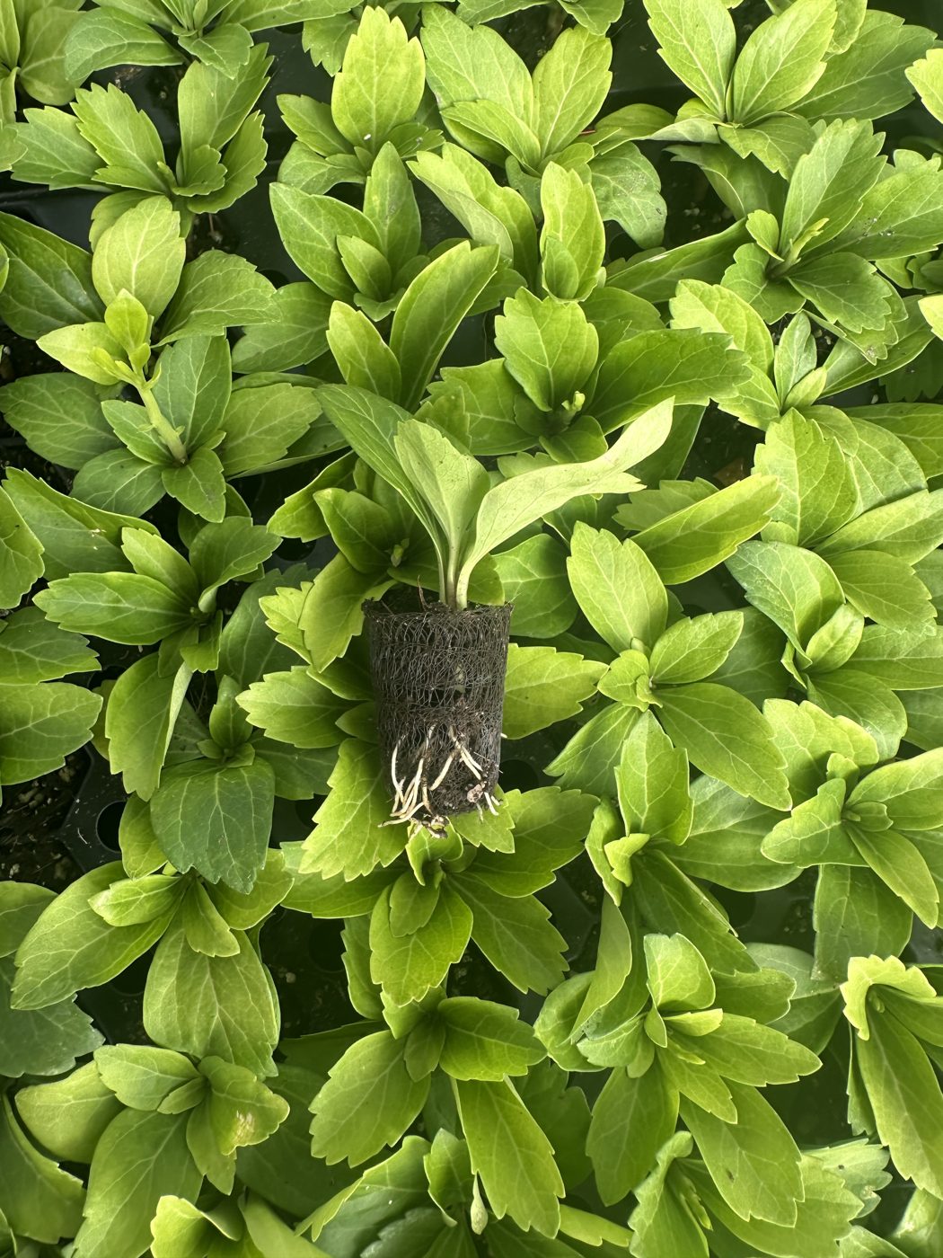 Pachysandra terminalis 'Green Sheen'