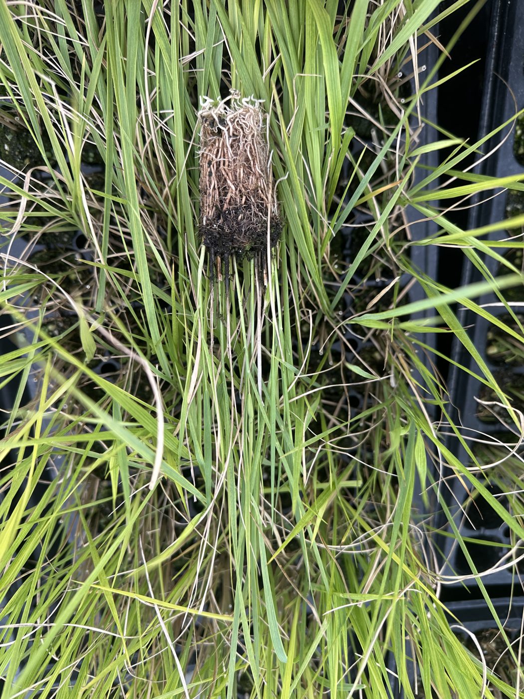 Panicum virgatum 'Heavy Metal' — wholesale plug/liner
