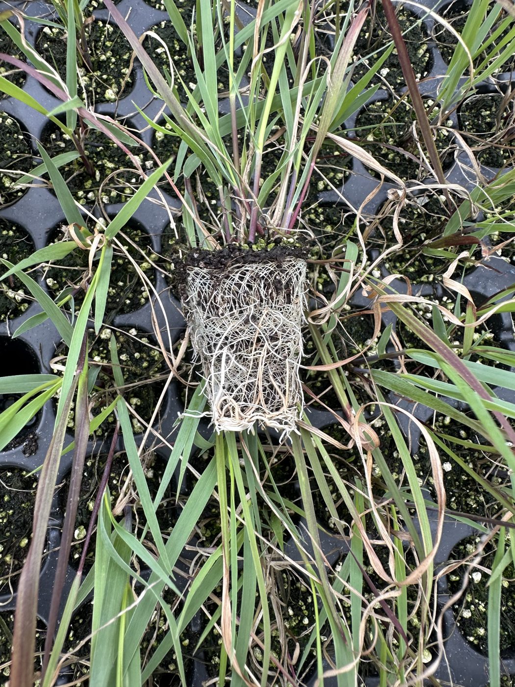Panicum virgatum 'Prairie Flame' — wholesale plug/liner