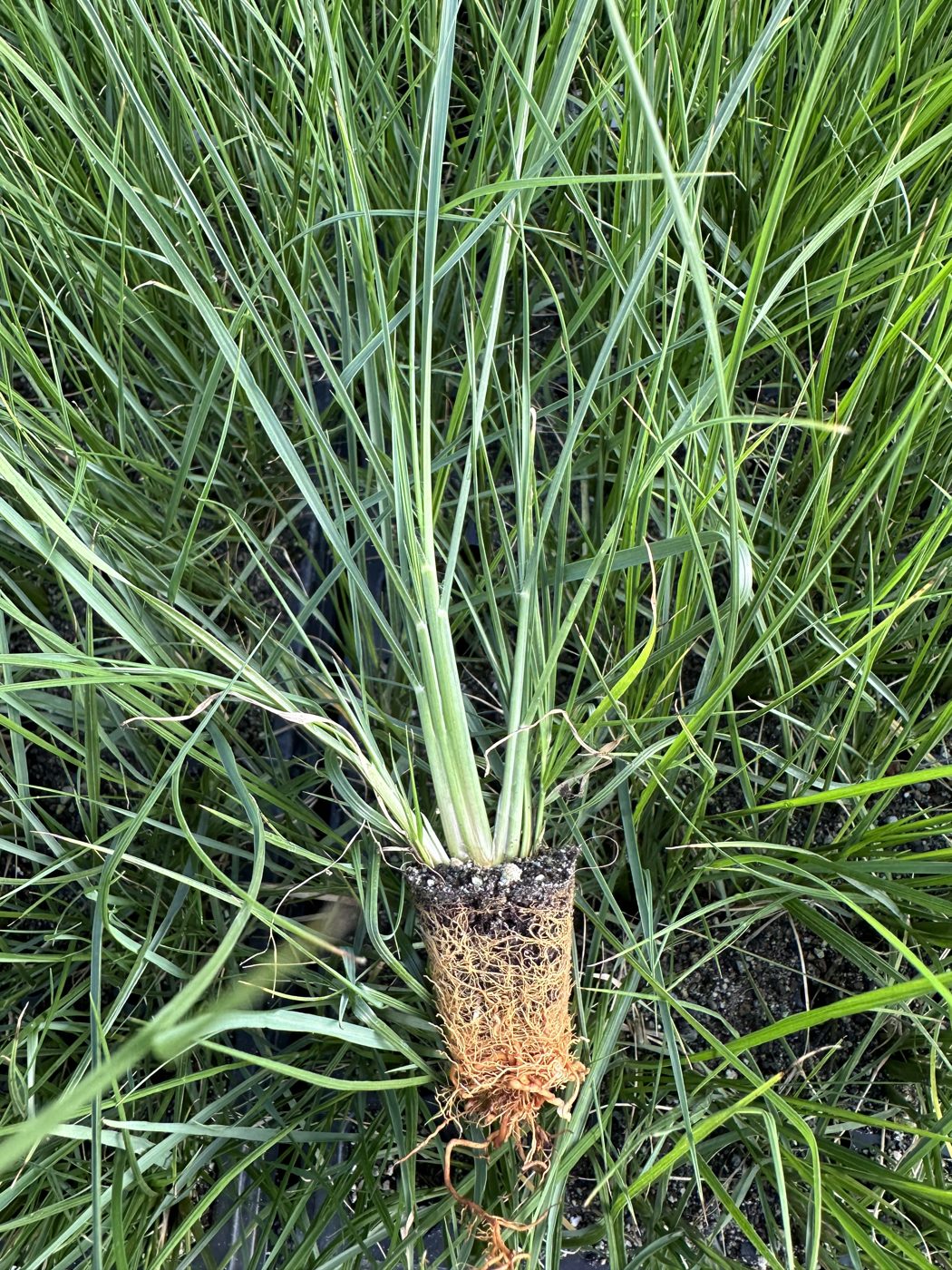 Pennisetum alopecuroides 'Little Bunny' — wholesale plug/liner