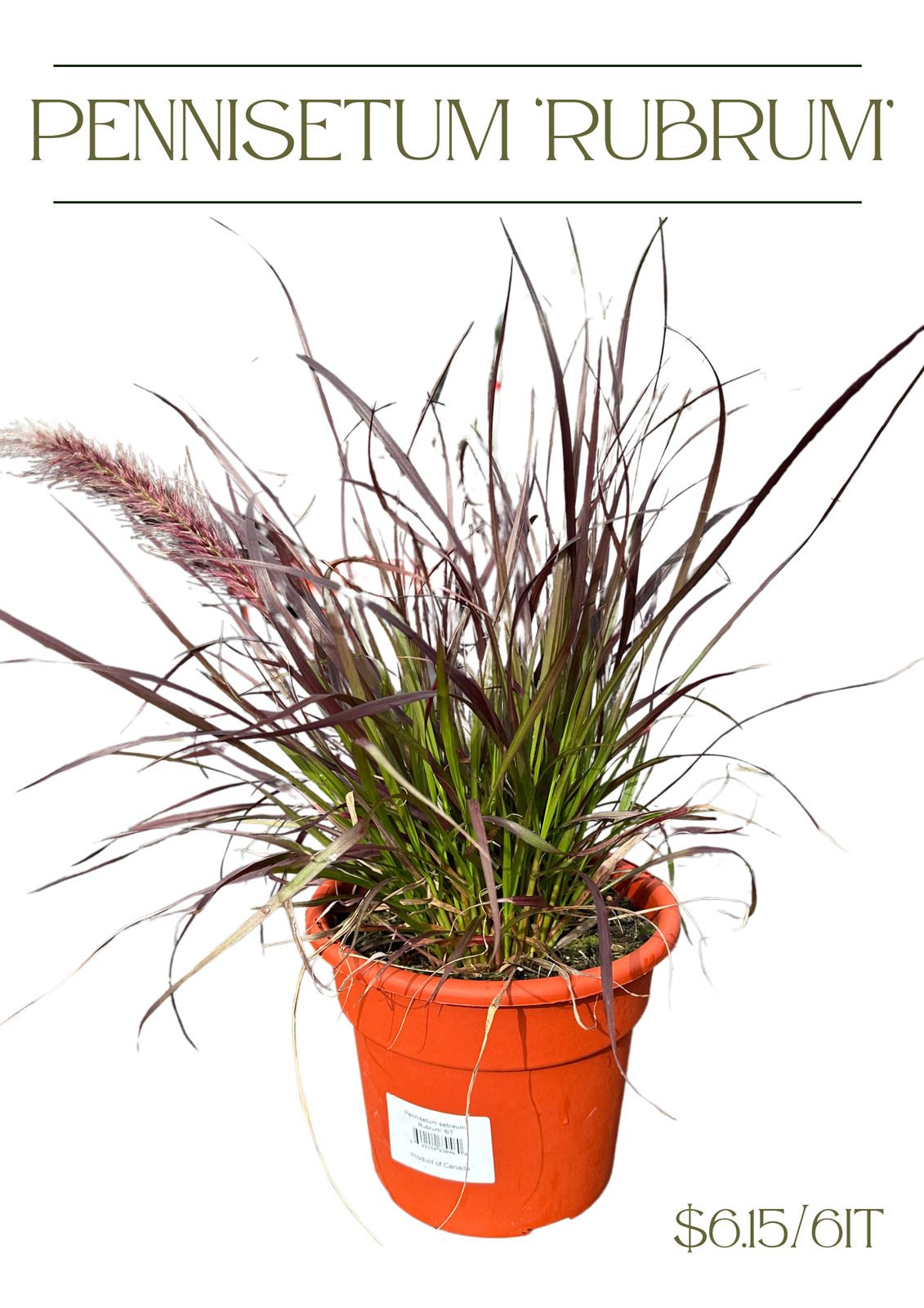 Pennisetum setaceum 'Rubrum' — wholesale plug/liner