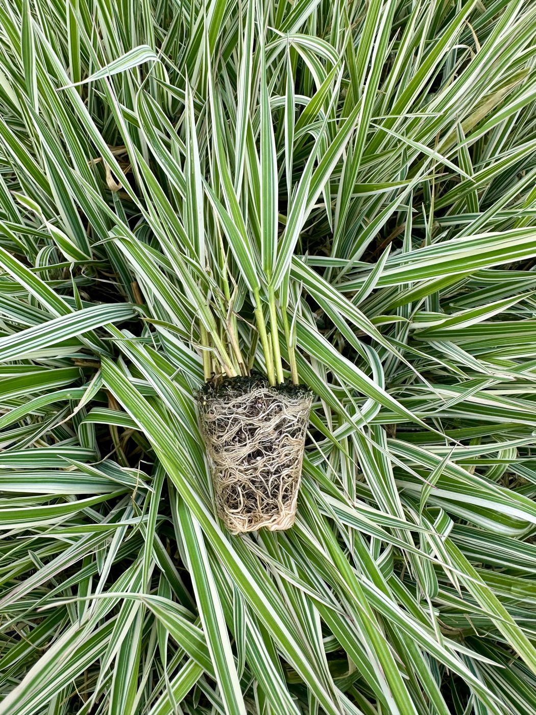 Phalaris arundinacea 'Picta' — wholesale plug/liner