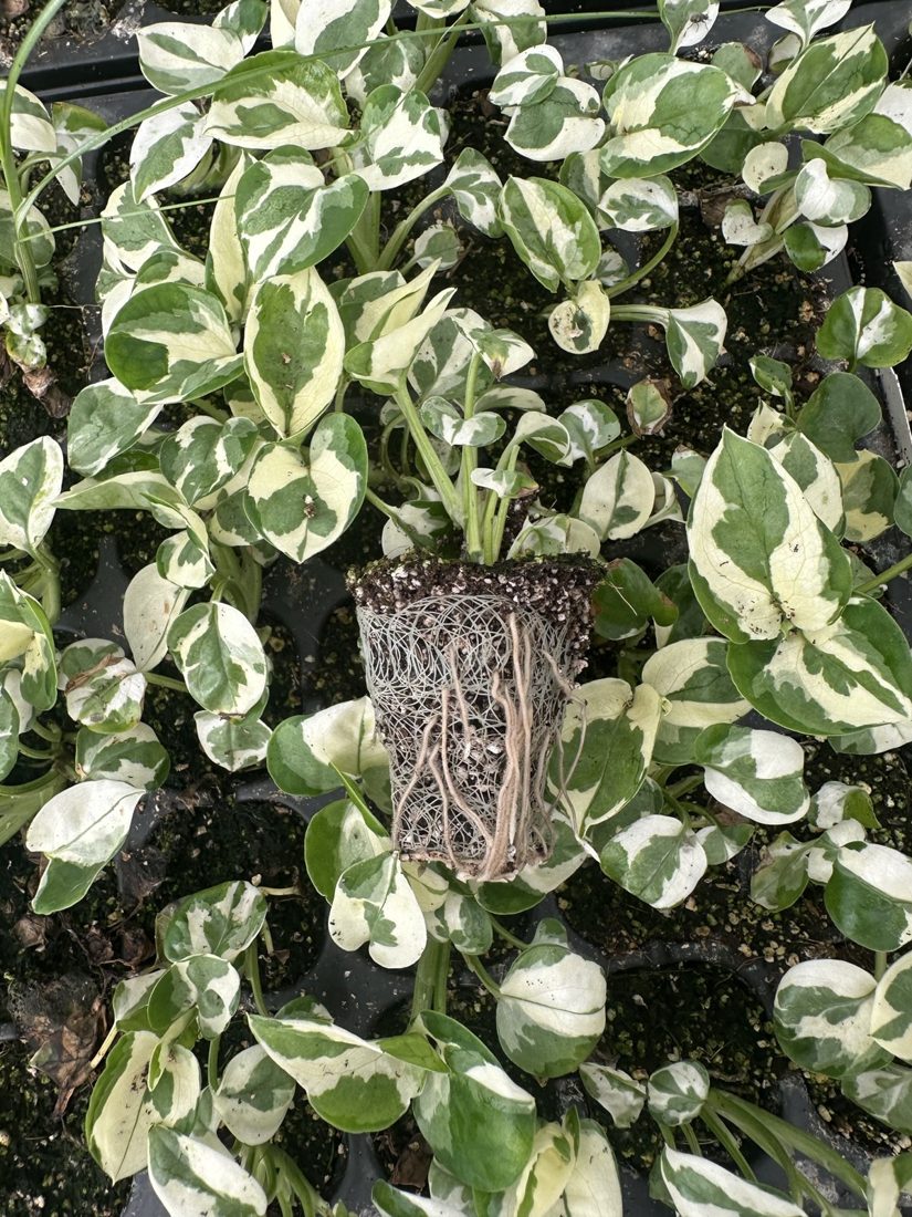 Philodendron hybrida 'Forest of White' — wholesale plug/liner