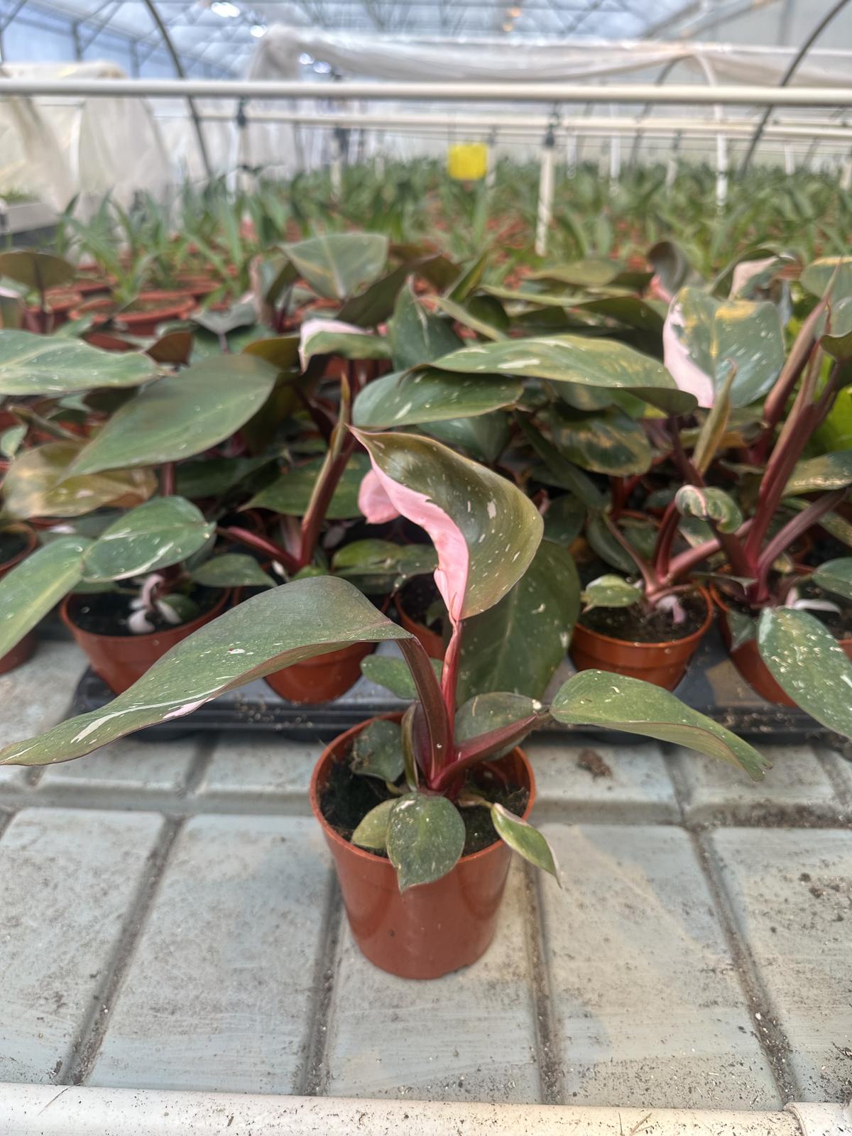 Philodendron Pink Princess — wholesale plug/liner
