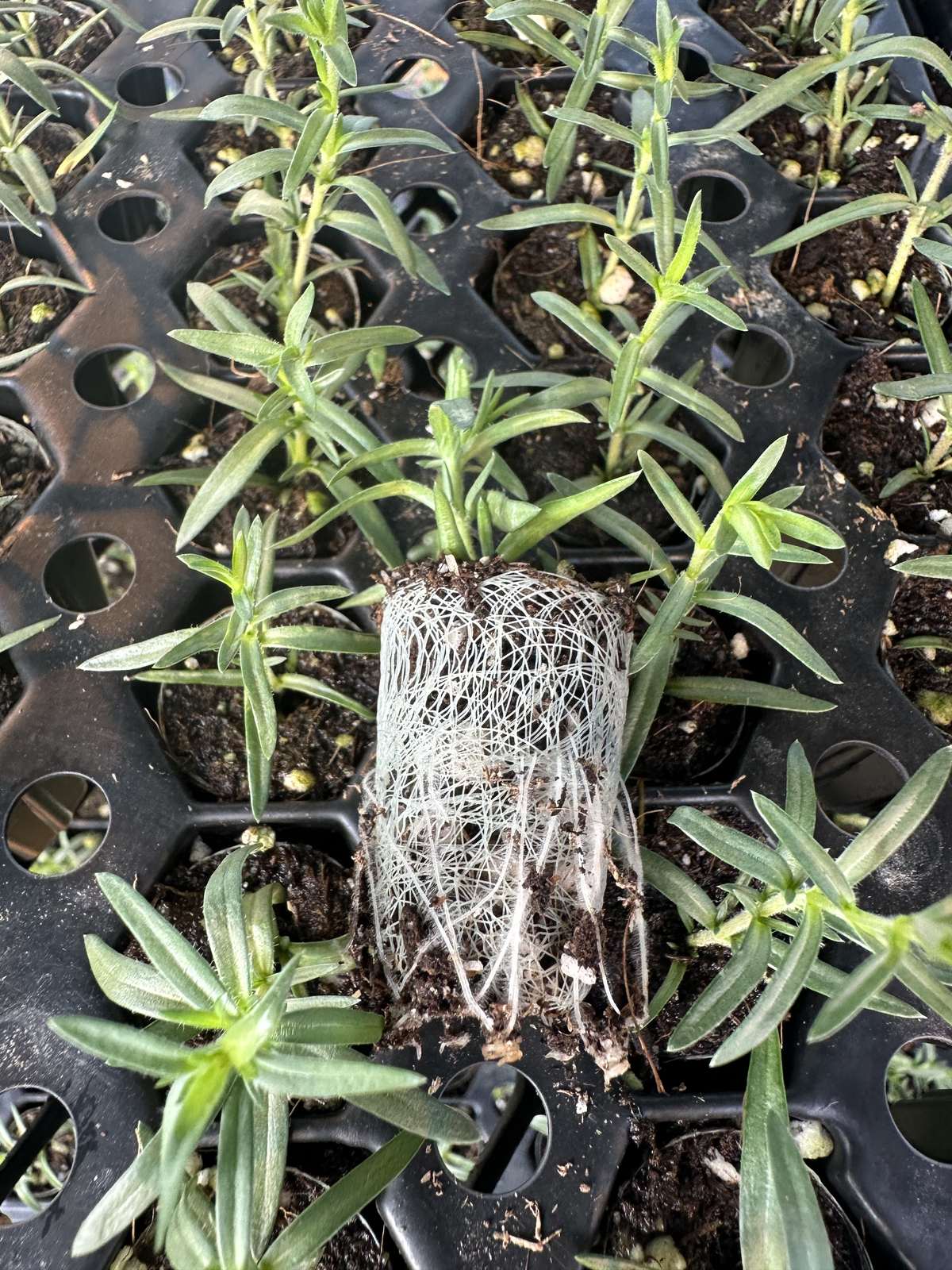 Phlox subulata 'Spring Lavender'