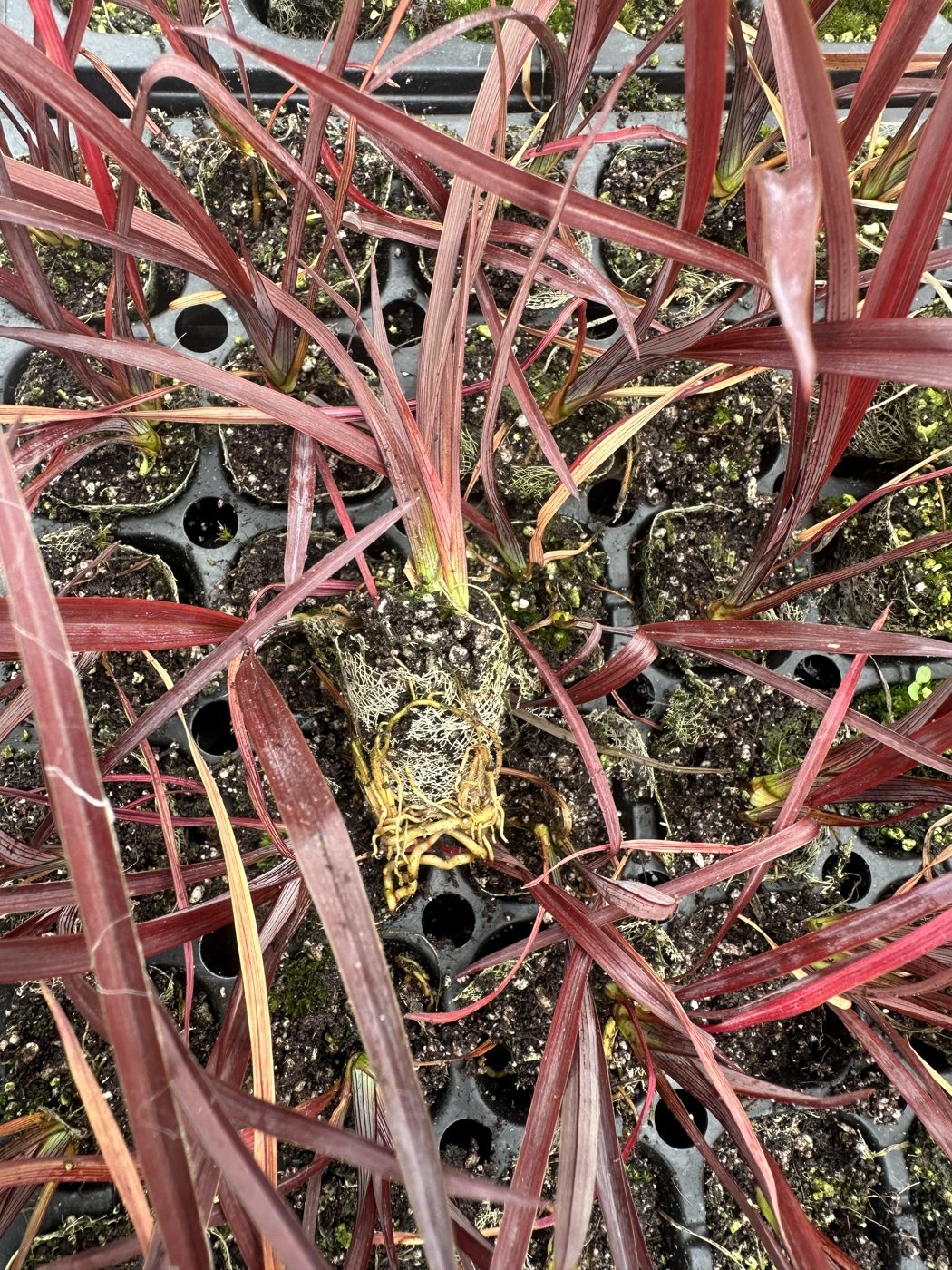 Phormium tenax 'Black' — wholesale plug/liner