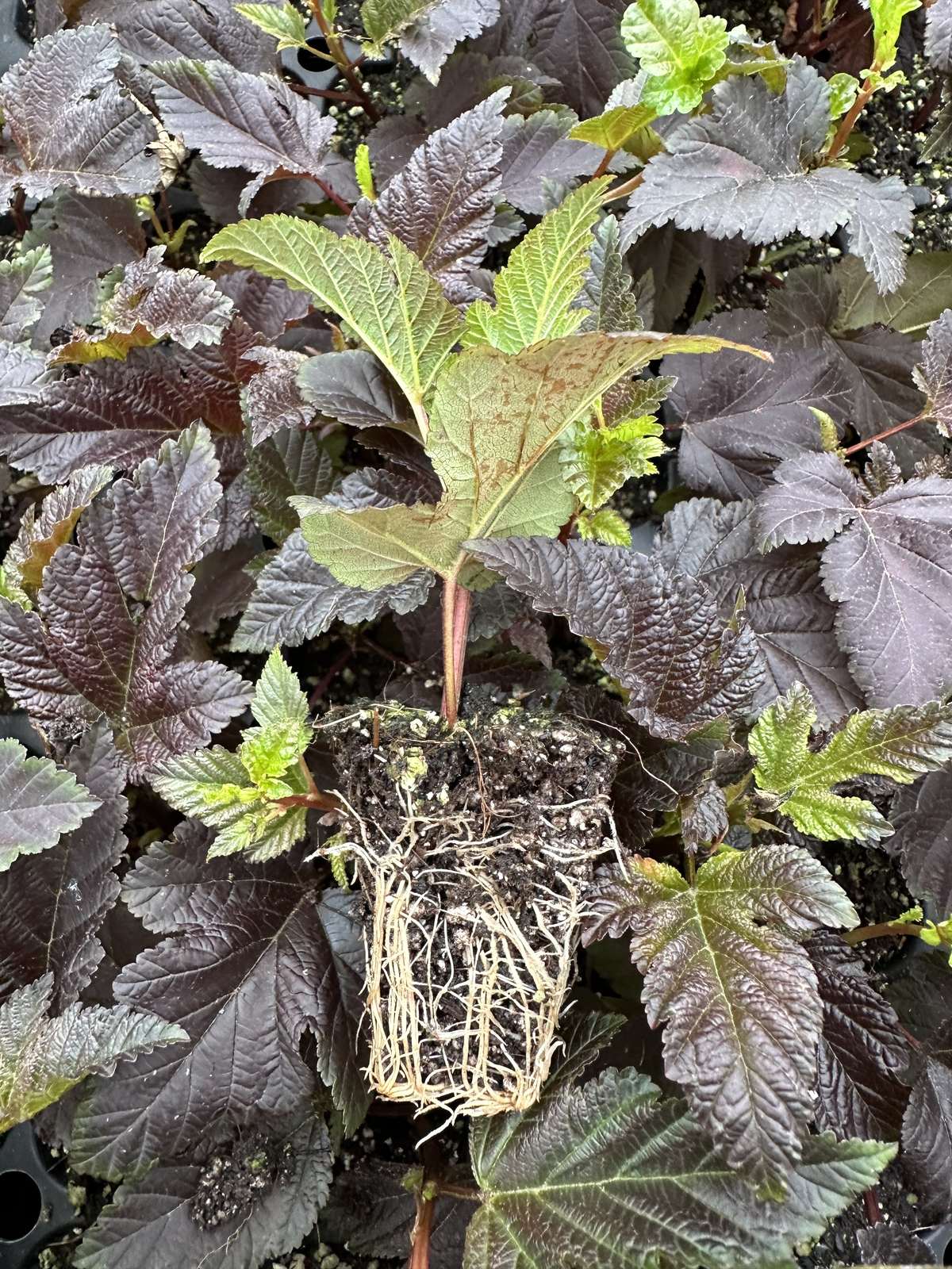 Physocarpus opulifolius 'Monlo'