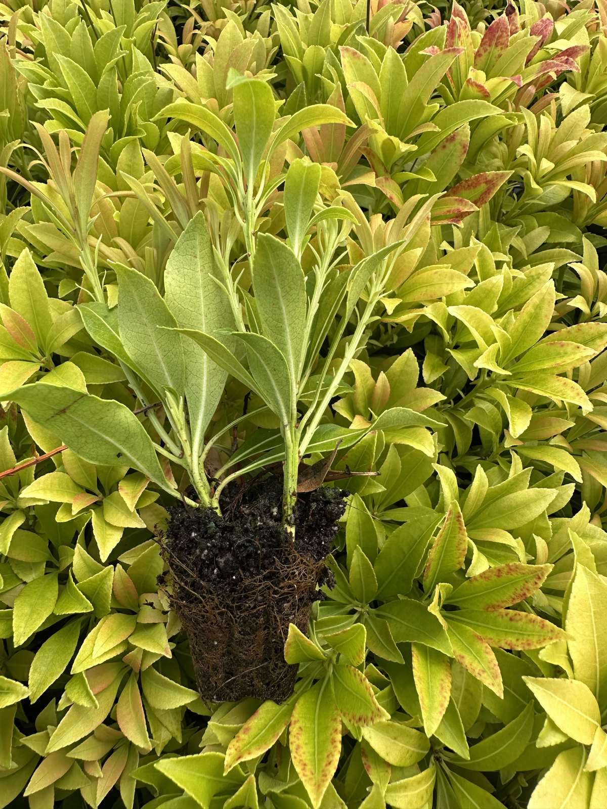 Pieris japonica 'Purity'