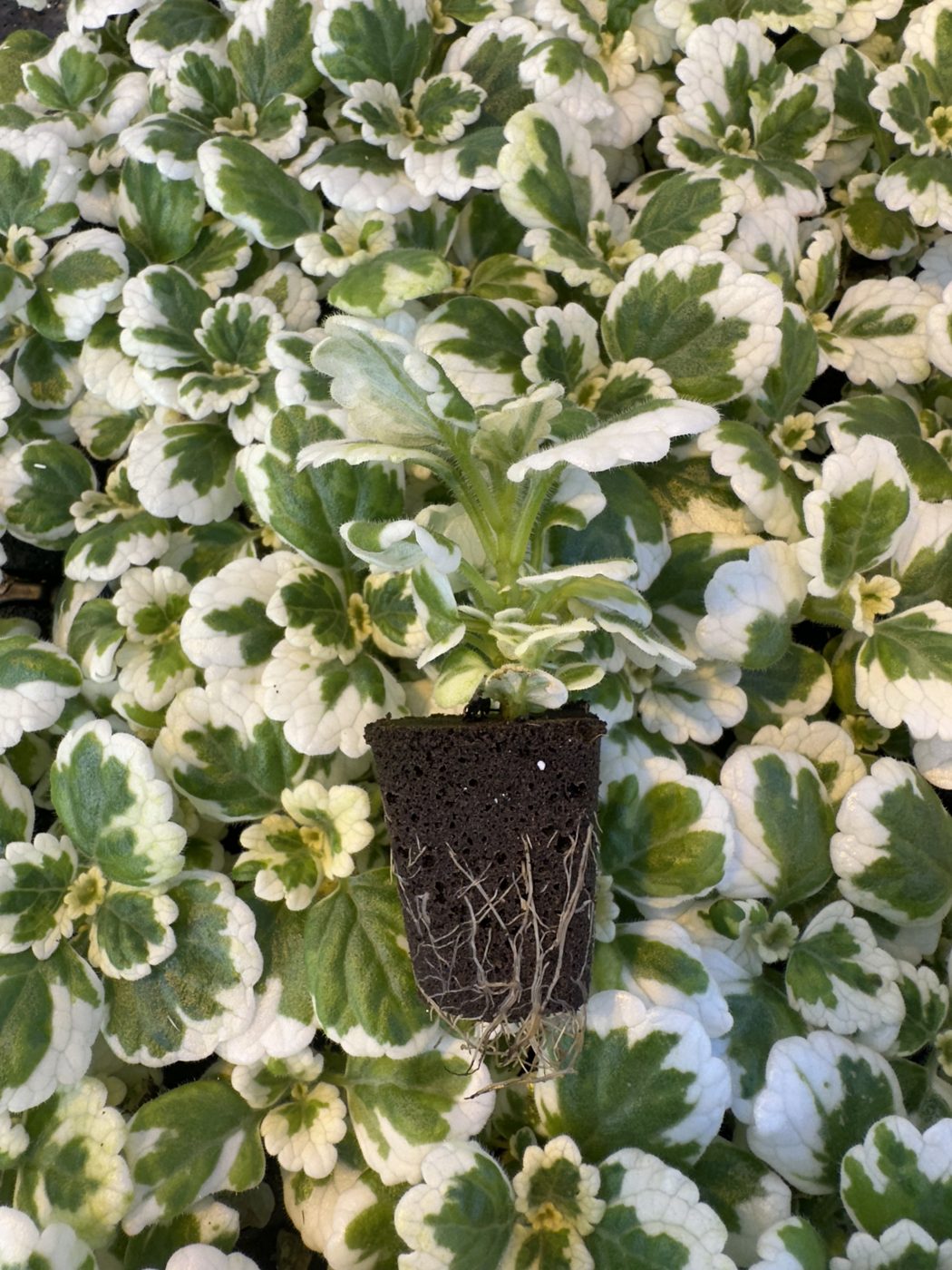 Plectranthus hybrida 'Nova® Brilliant' — wholesale plug/liner