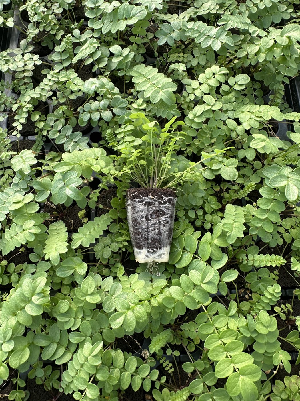 Polemonium hybrida 'Hurricane Ridge' — wholesale plug/liner