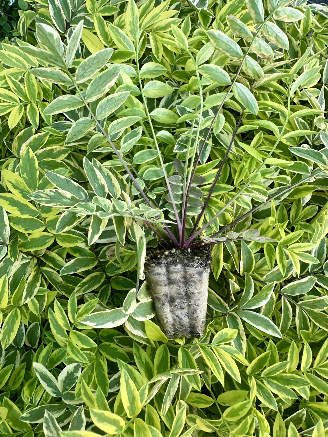 Polemonium pulcherrimum 'Golden Feathers' — wholesale plug/liner