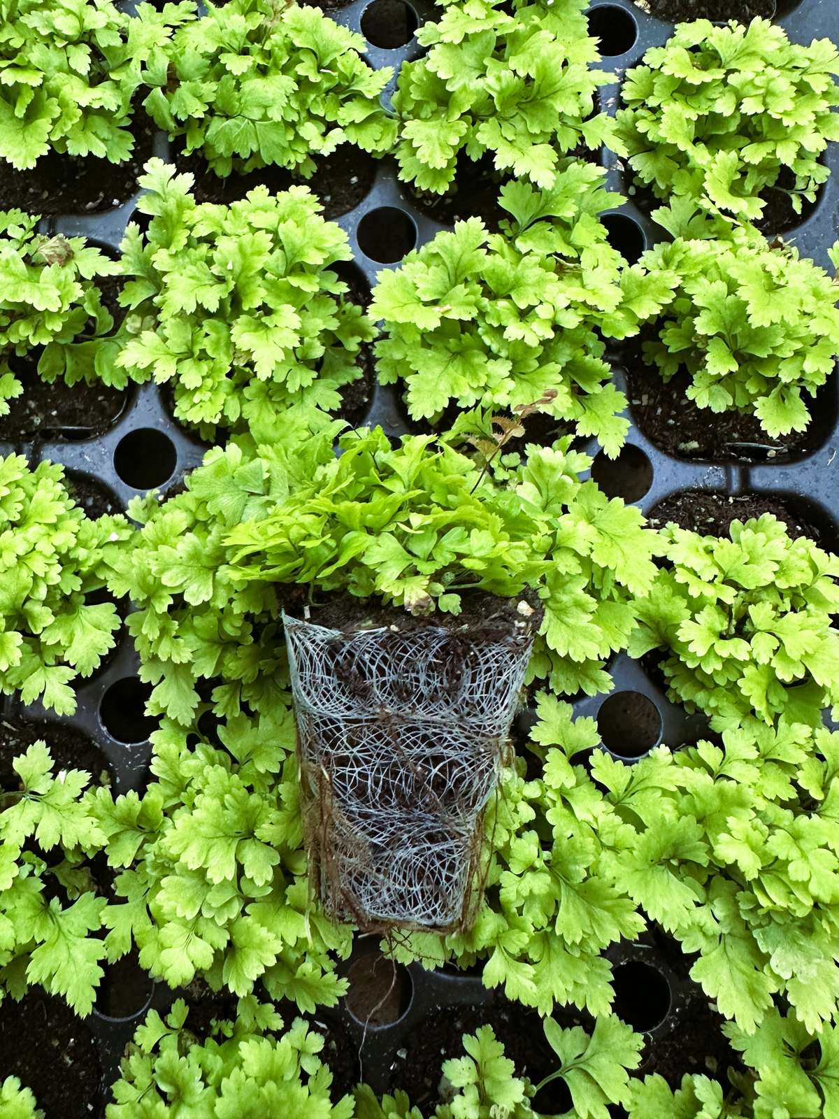 Polystichum biaristatum