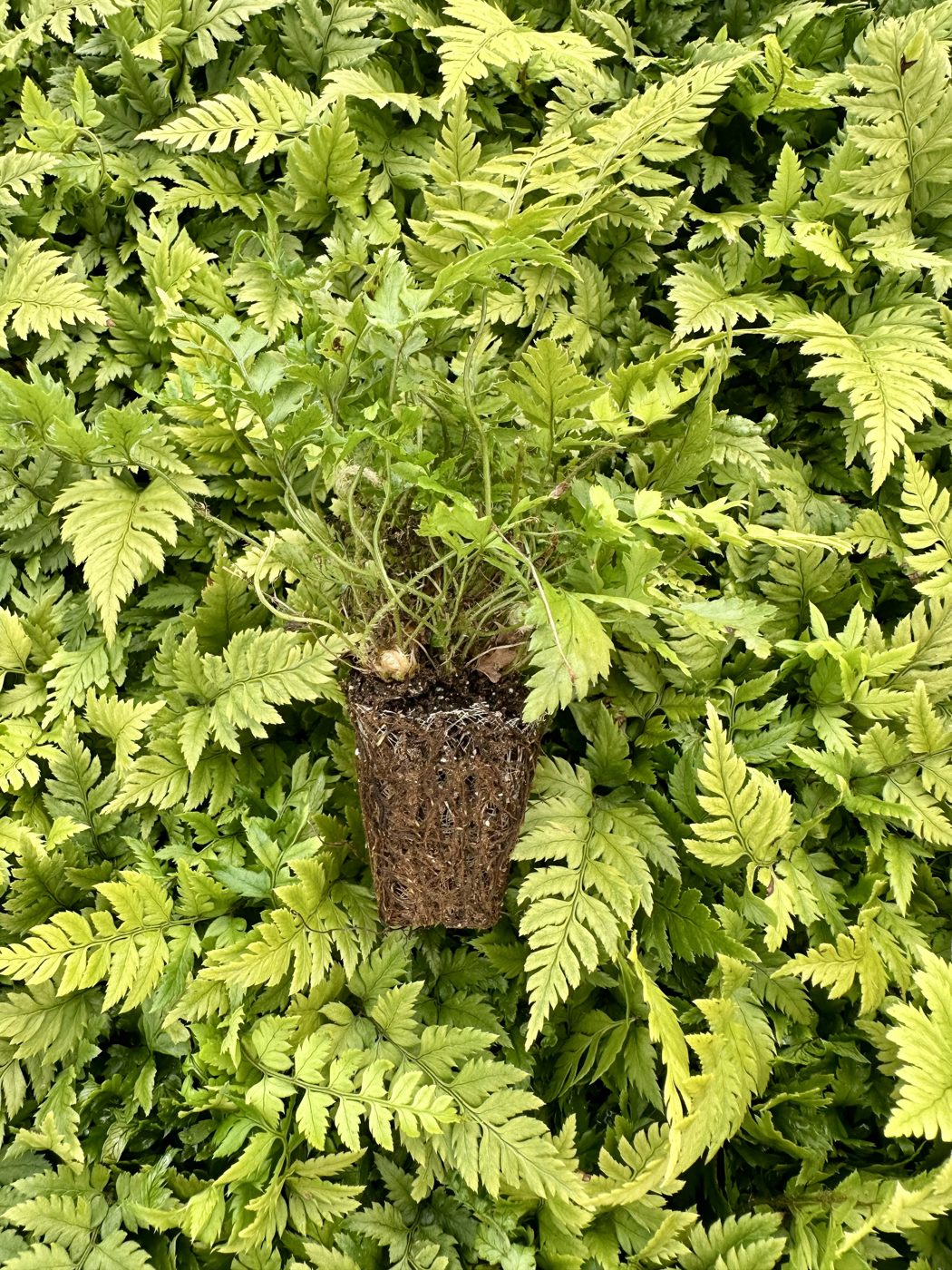 Polystichum munitum 'Sword Fern' (NO US ELIGIBLE)