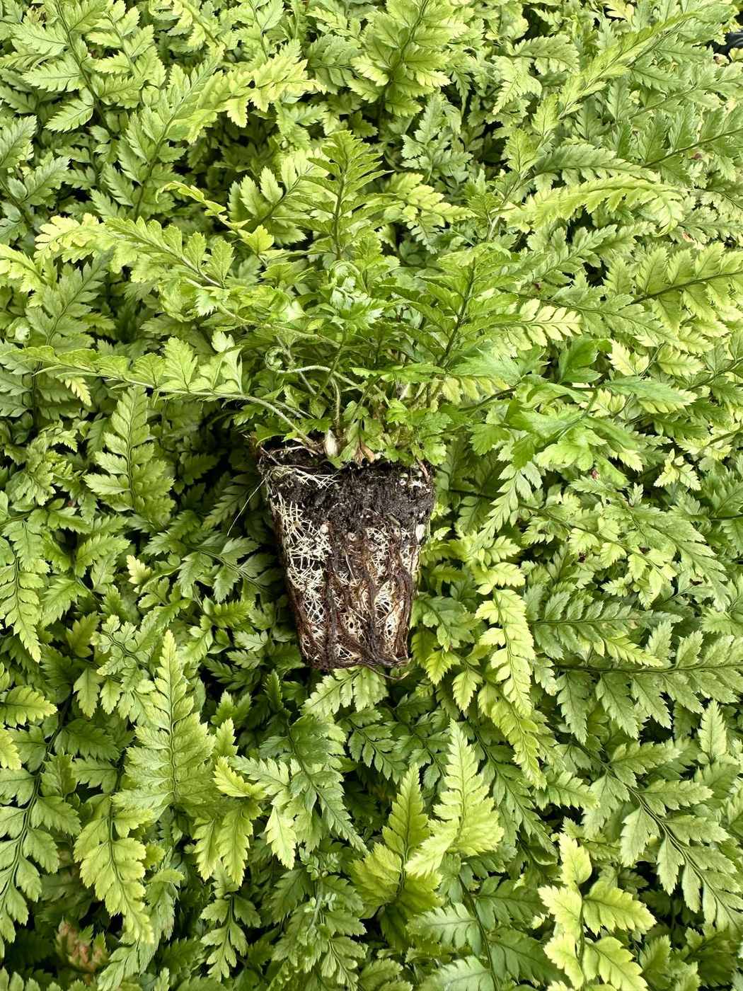 Polystichum tsus-simense 'Korean rock fern'