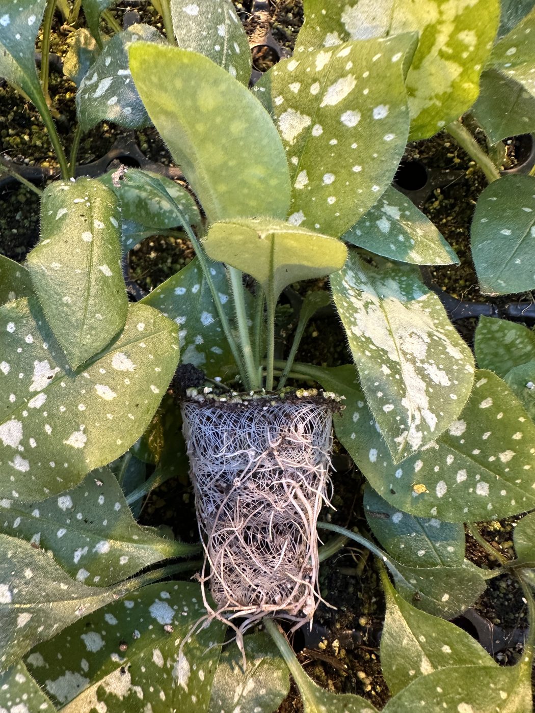 Pulmonaria hybrida 'High Contrast' — wholesale plug/liner