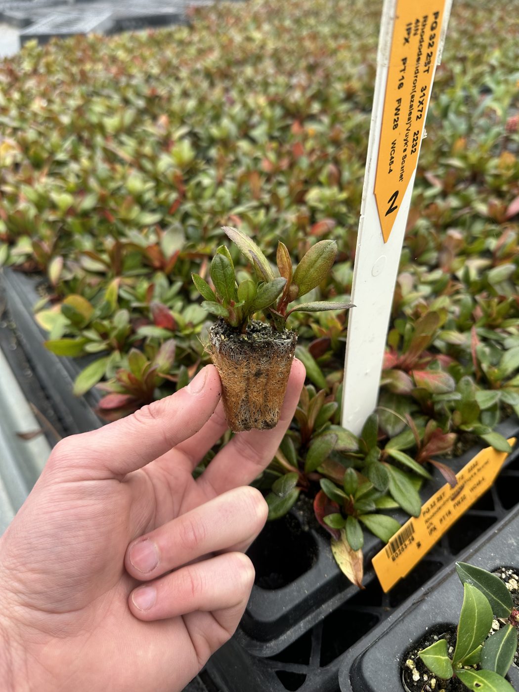 Rhododendron(azalea) 'Vuyk's Scarlet'