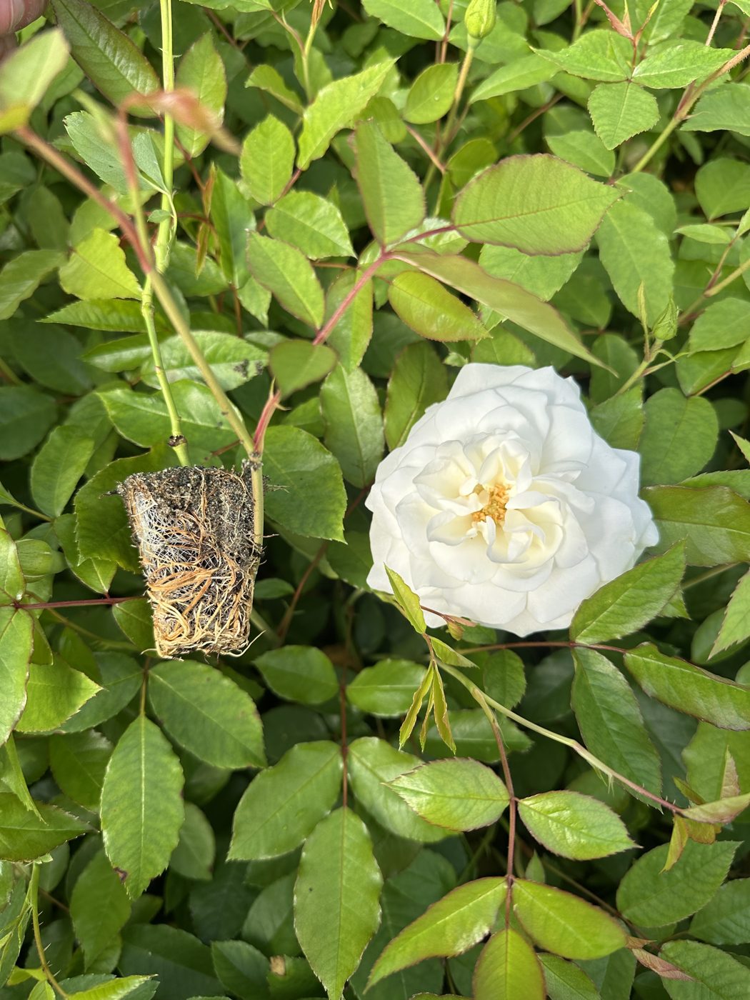 Rosa hybrida 'Iceberg' — wholesale plug/liner