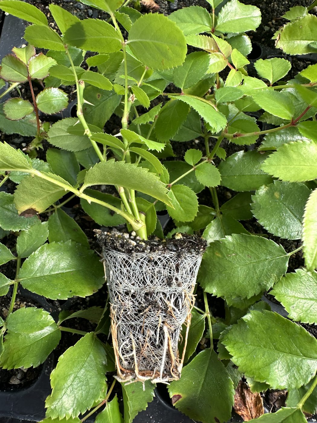 Rosa hybrida 'Pink Coat' — wholesale plug/liner