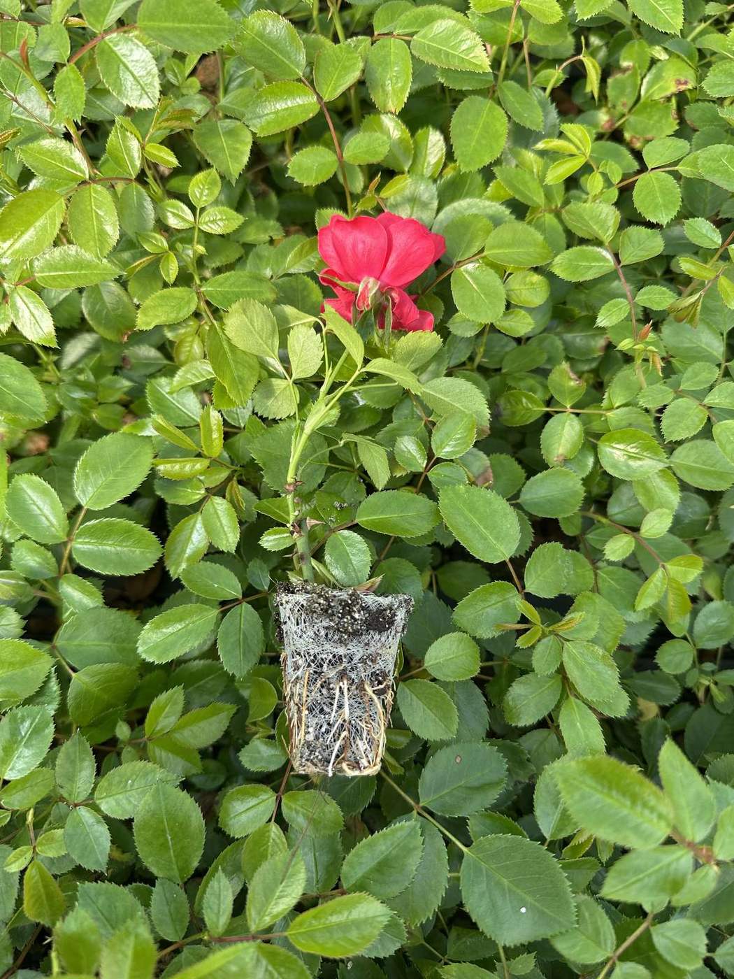 Rosa hybrida 'Red' — wholesale plug/liner