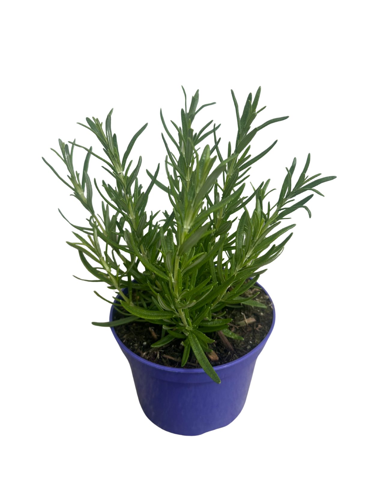 Rosmarinus officinalis 'Arp' — wholesale plug/liner