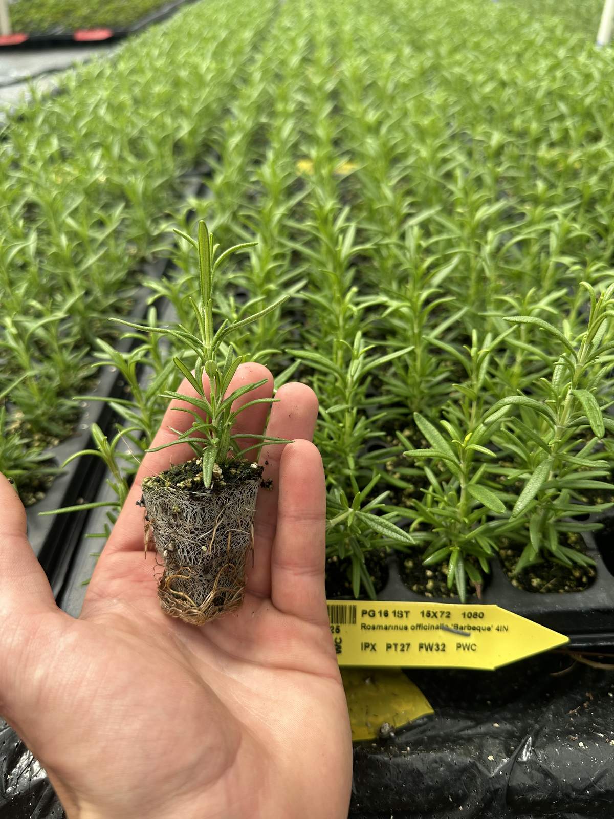 Rosmarinus officinalis 'Barbeque' — wholesale plug/liner