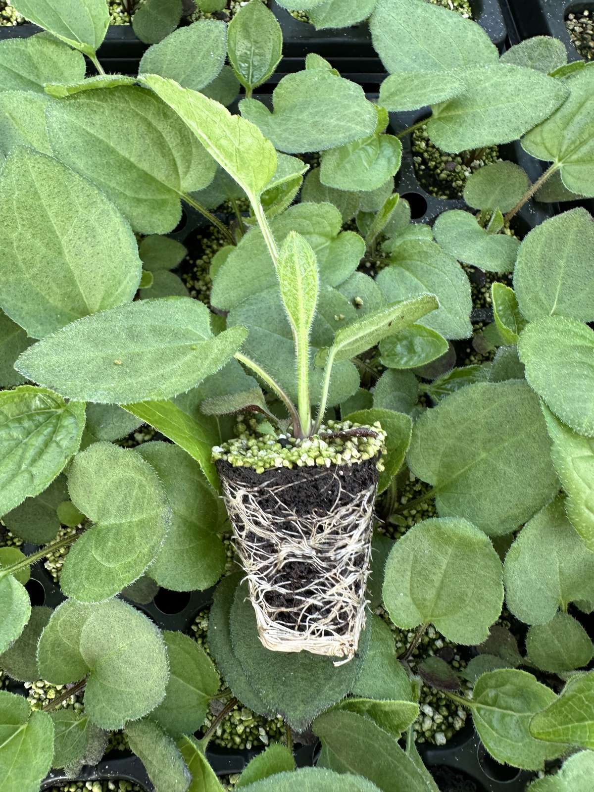 Rudbeckia fulgida 'Goldsturm' — wholesale plug/liner