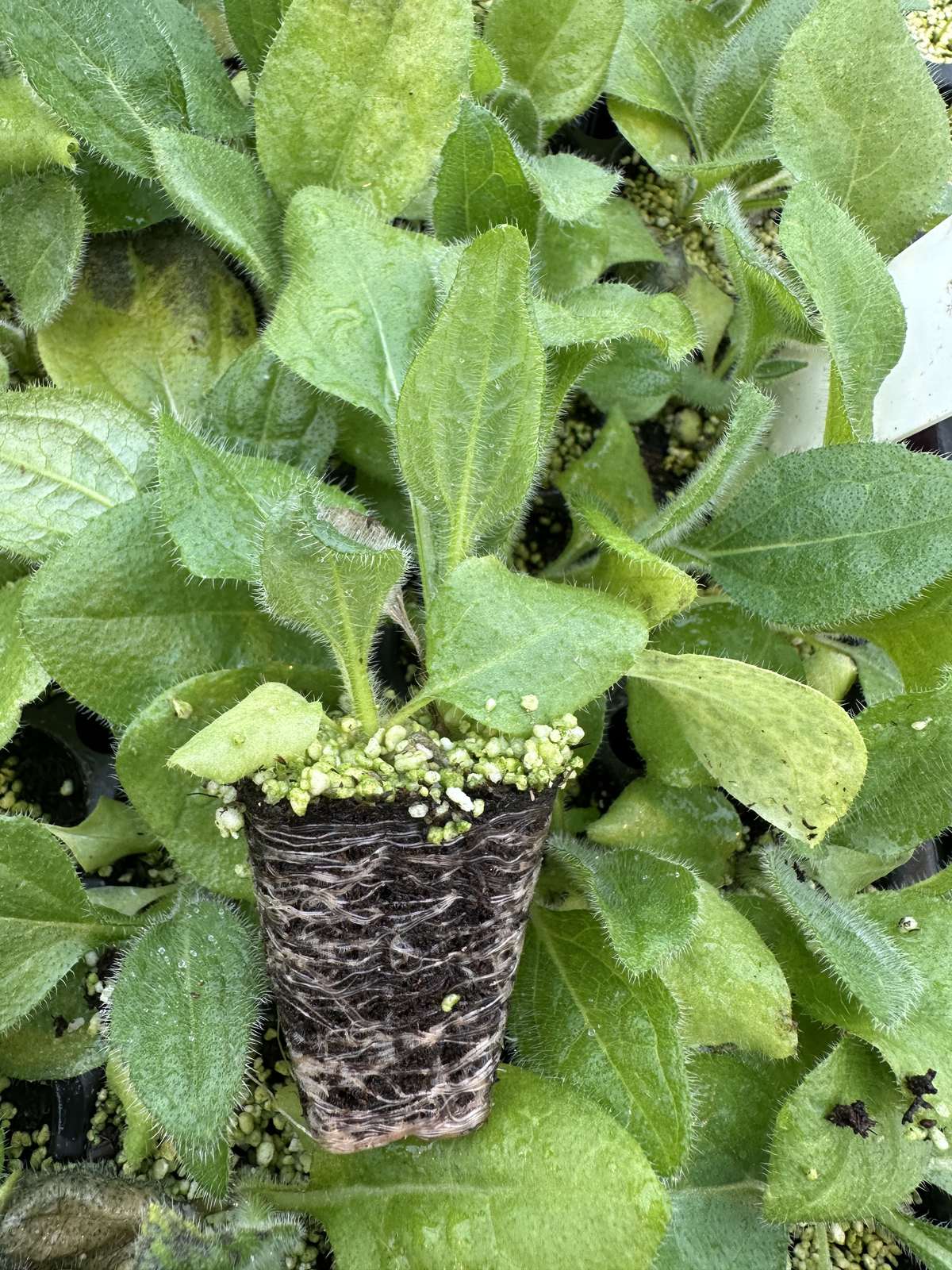 Rudbeckia hirta 'Denver Daisy' — wholesale plug/liner