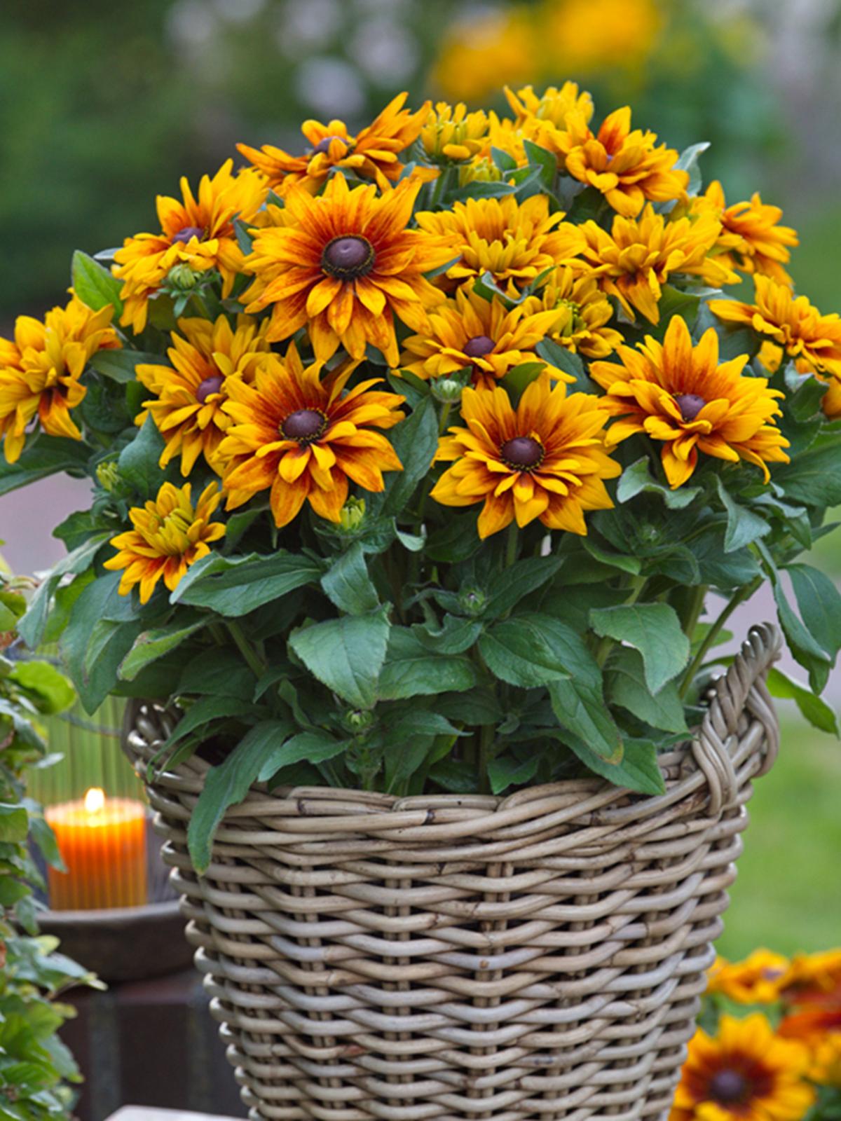 Rudbeckia Sunbeckia Carla — wholesale plug/liner