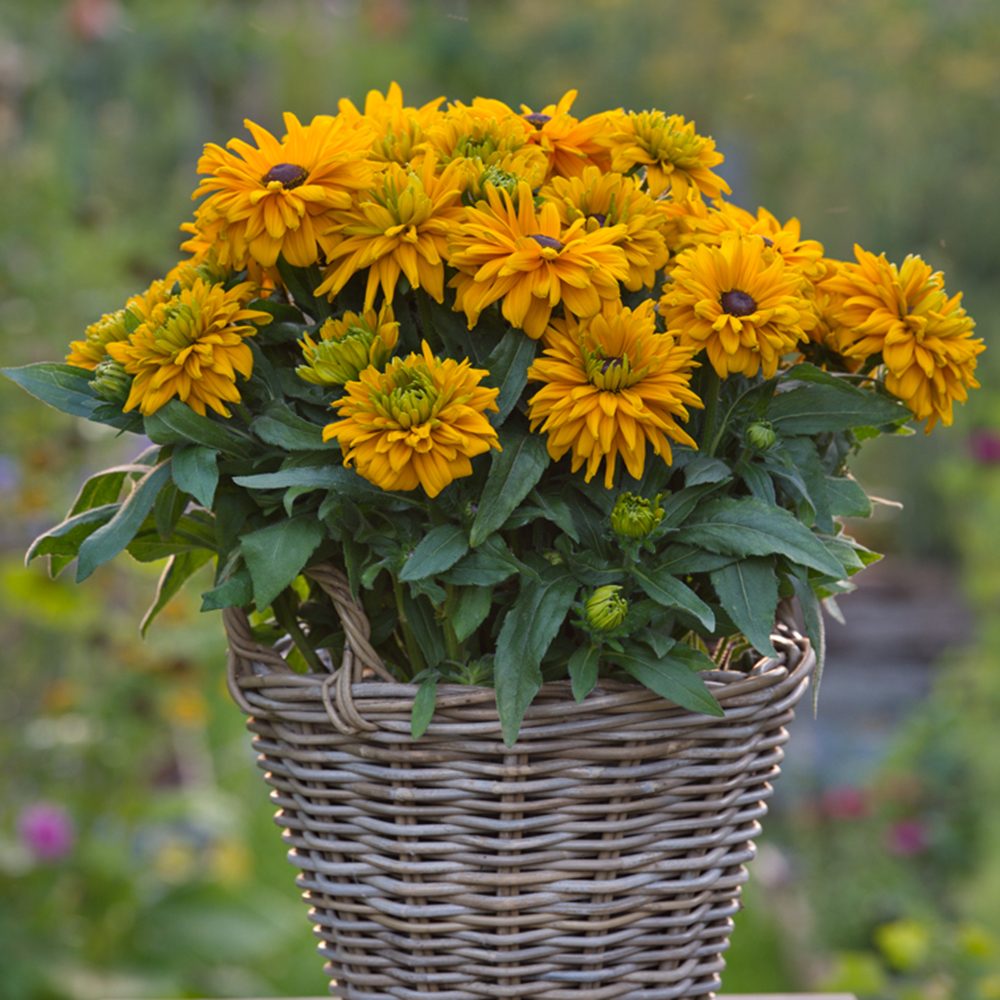 Rudbeckia Sunbeckia Lucia — wholesale plug/liner
