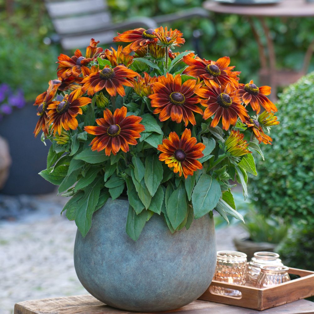 Rudbeckia Sunbeckia Sarah — wholesale plug/liner