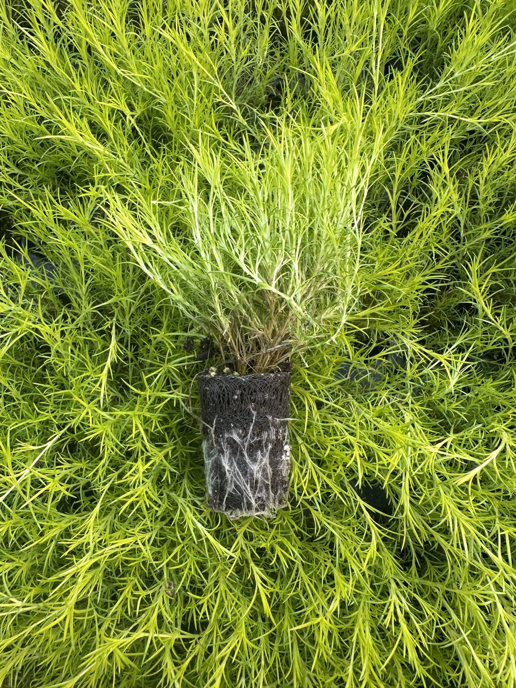 Sagina subulata 'Aurea' — wholesale plug/liner