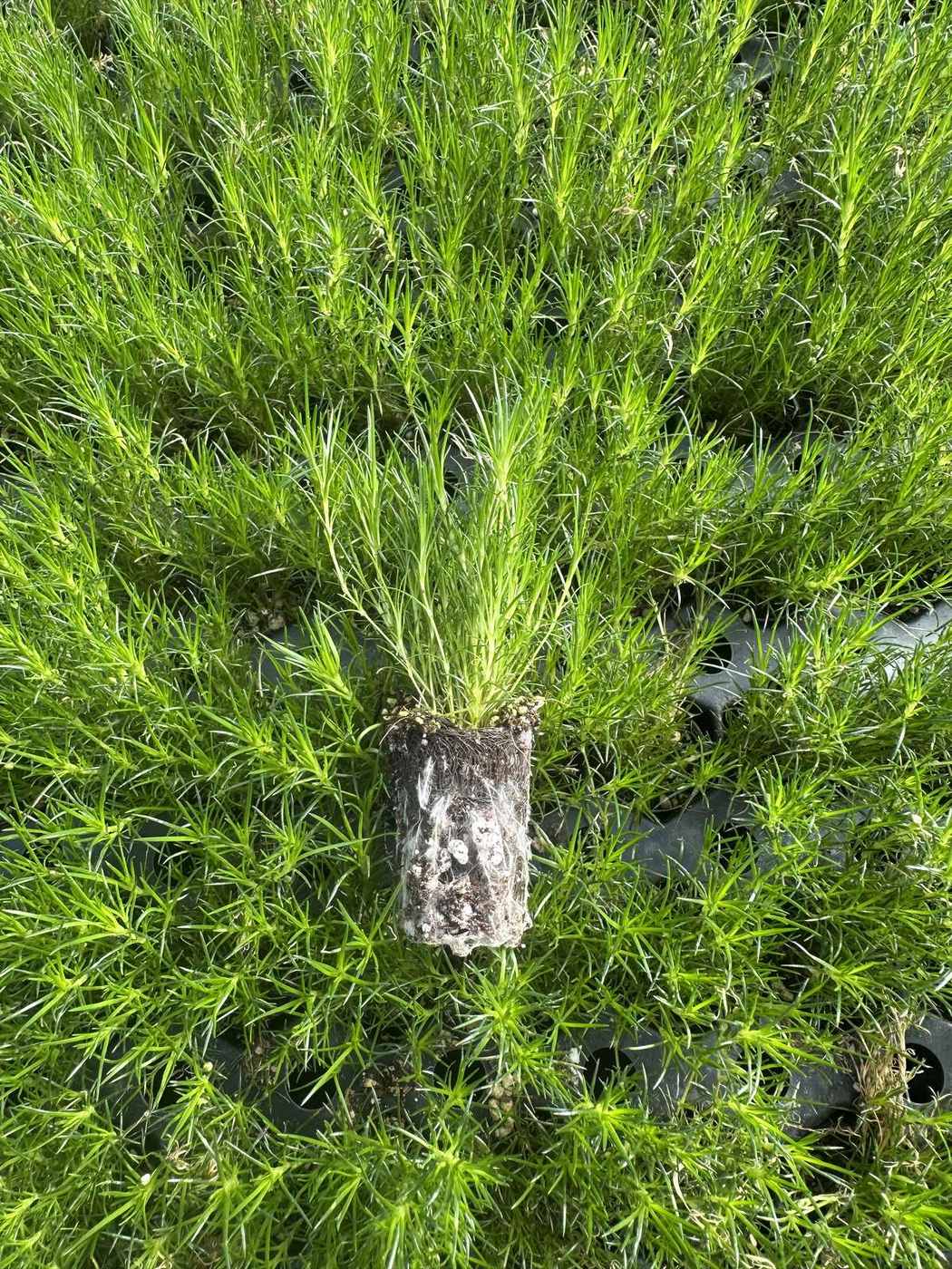Sagina subulata 'Verna'