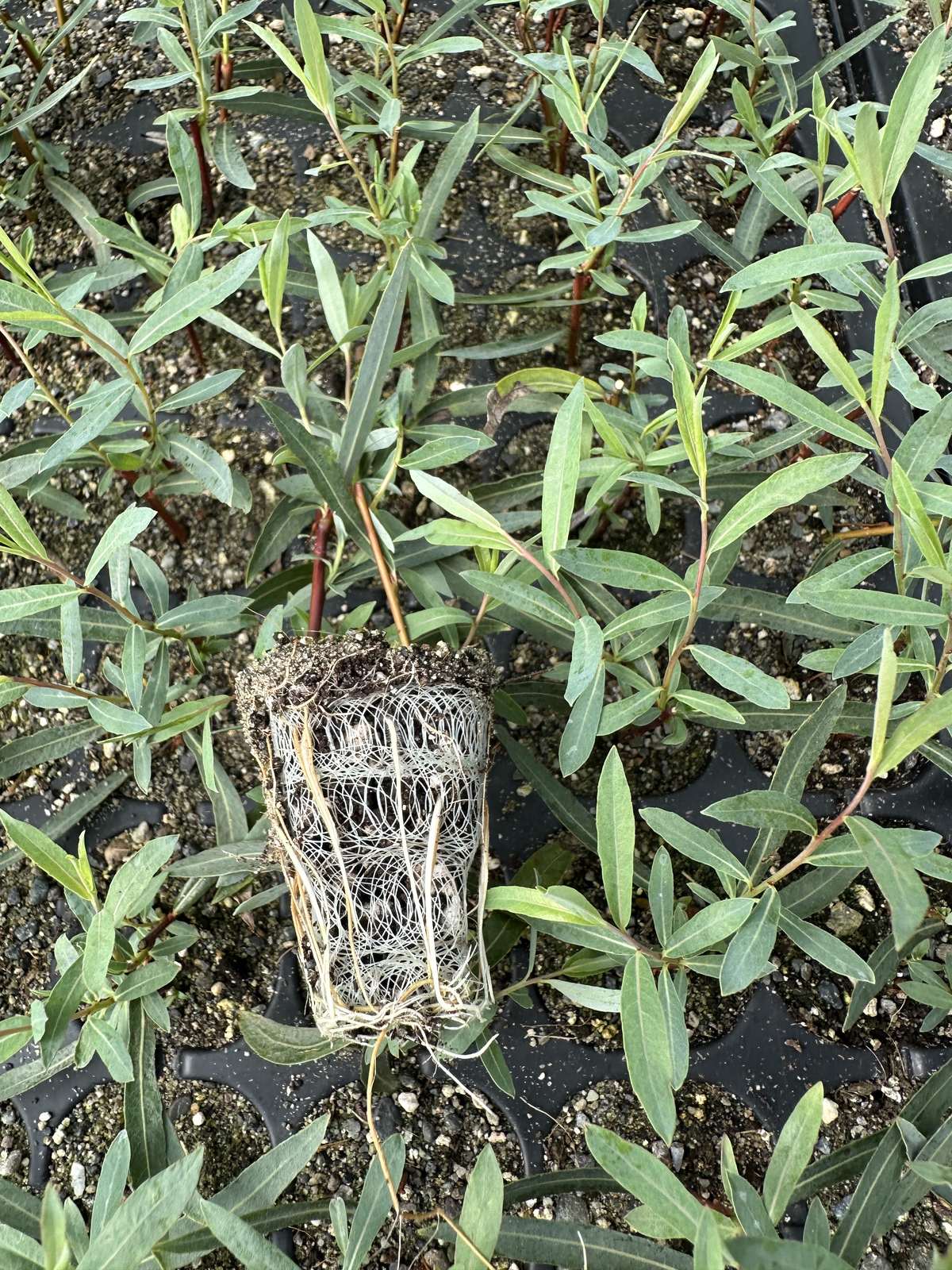 Salix purpurea 'Nana' — wholesale plug/liner