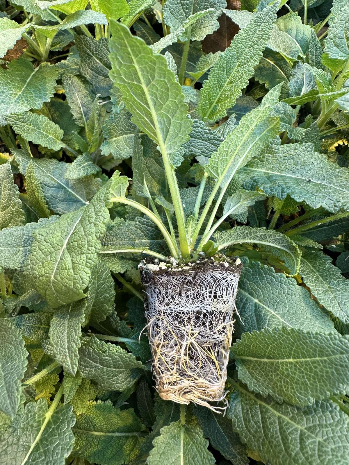 Salvia nemorosa 'Blue by you' — wholesale plug/liner