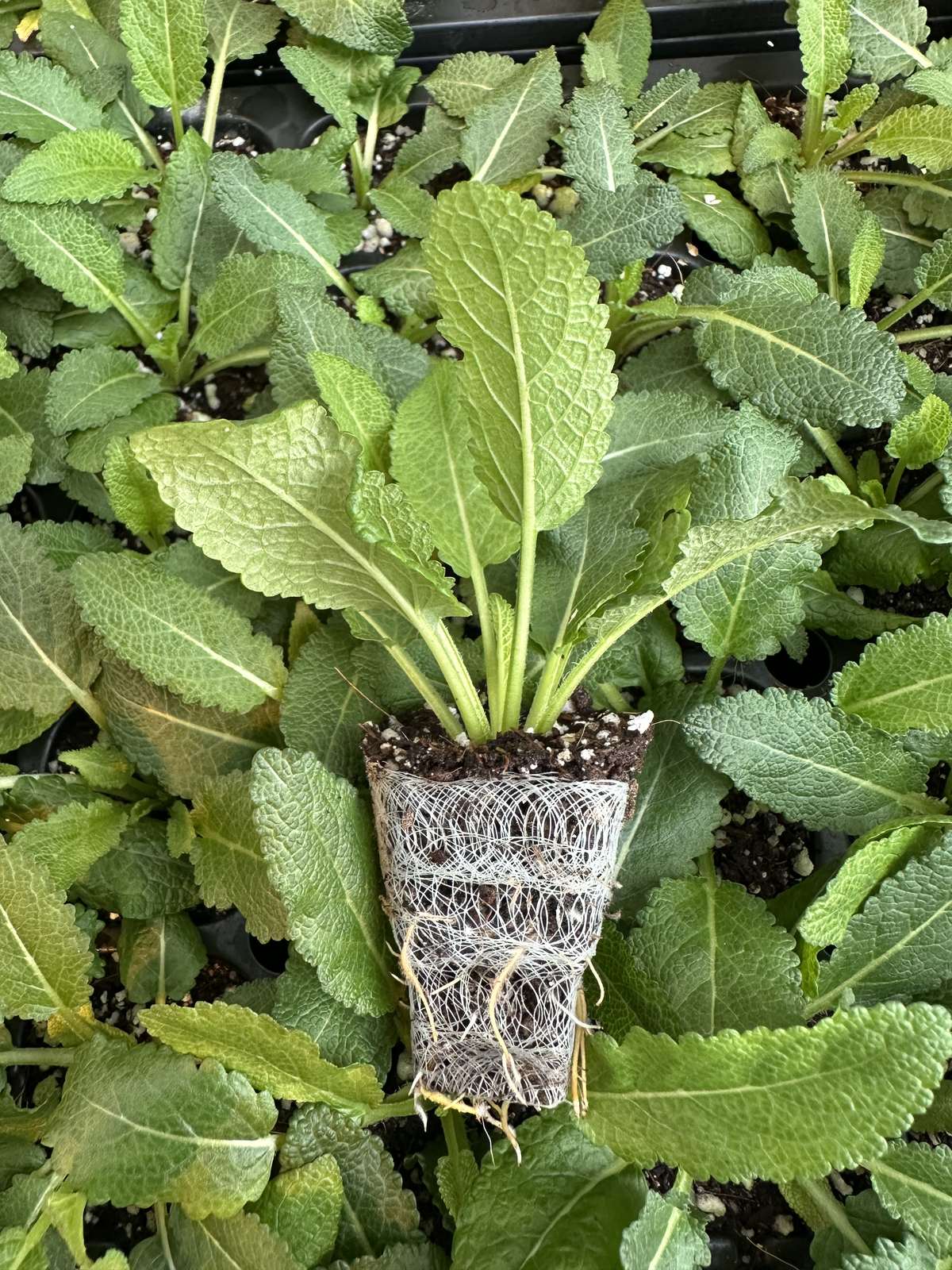 Salvia nemorosa 'Noble Knight' — wholesale plug/liner